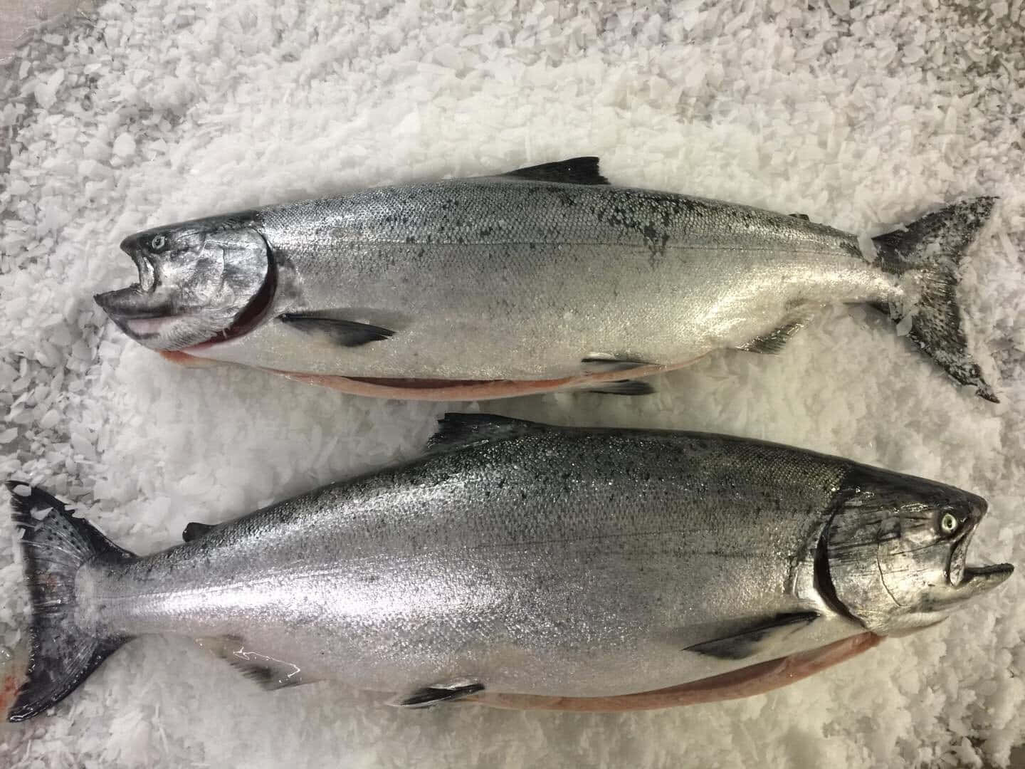  壁紙 — 兩條新鮮鮭魚並排躺在碎冰床上，展示其銀色鱗片和張開的嘴巴。