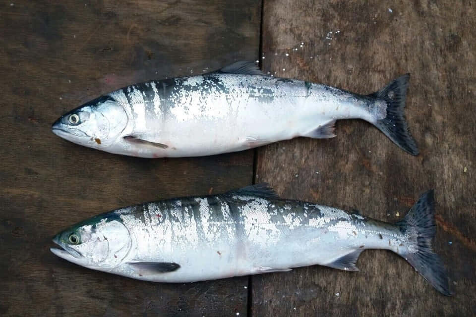  壁紙 — 兩條新鮮鮭魚並排躺在風化的木質表面上，魚鱗閃閃發光，魚鰭呈深色。