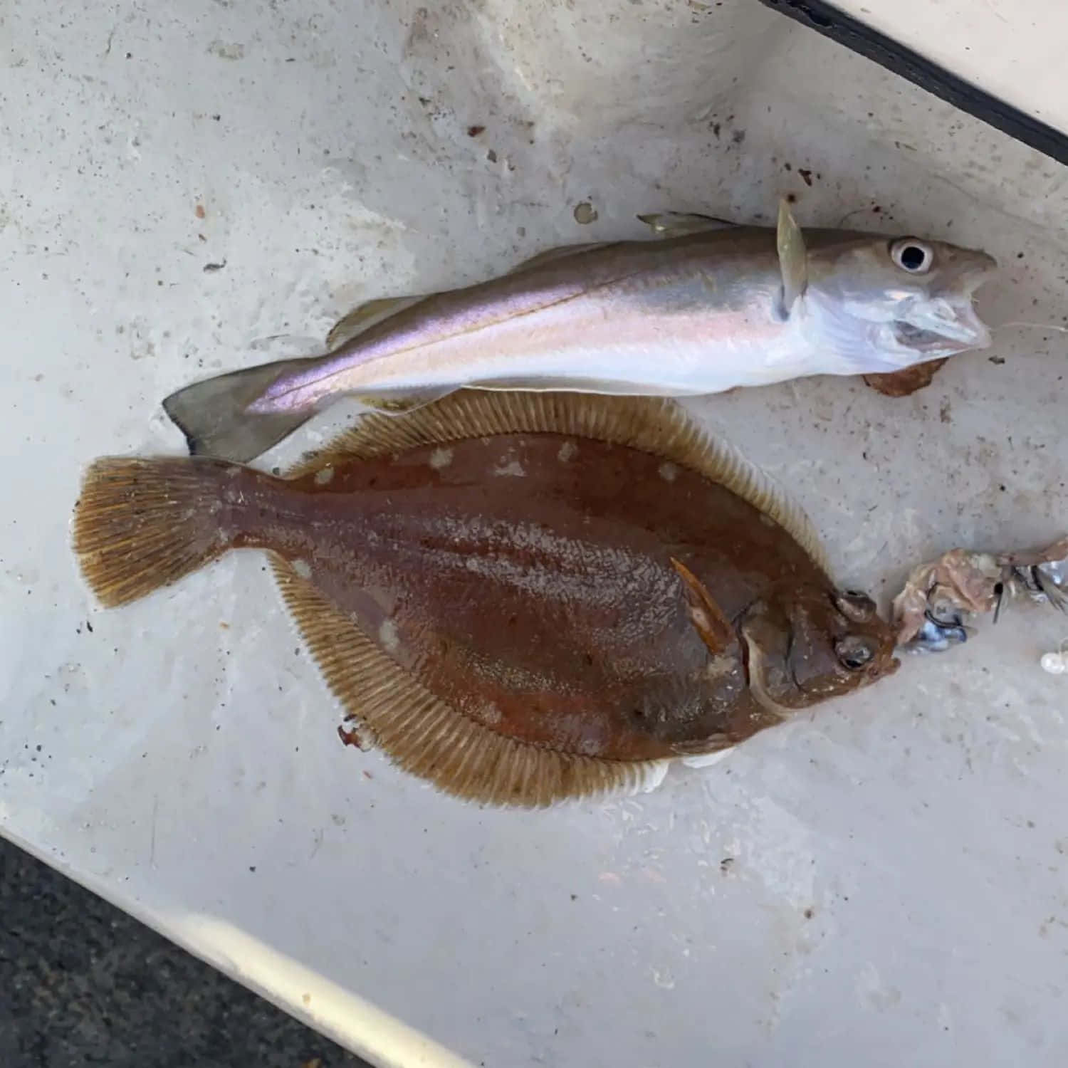  壁紙 — 兩條剛捕獲的魚，一條銀色鯡魚和一條棕色比目魚，放在白色船托盤上。