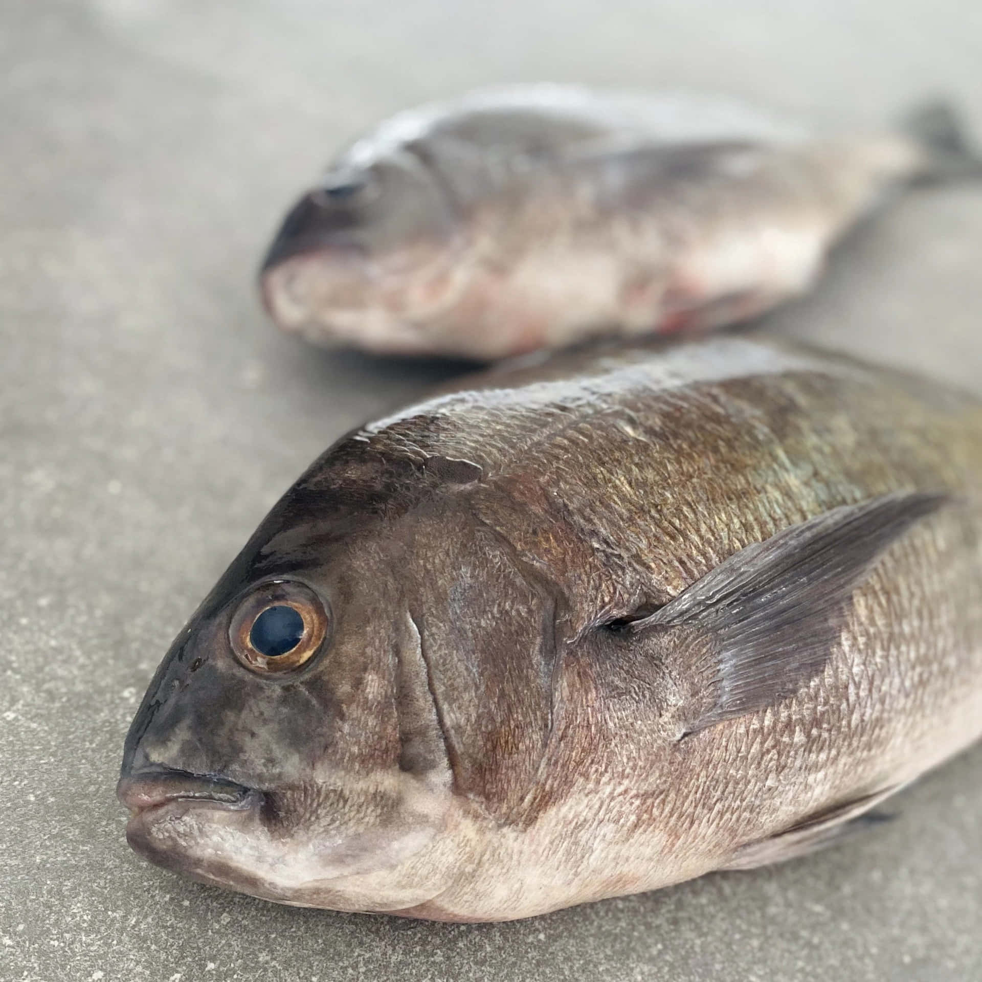  壁紙 — 兩條新鮮捕獲的魚，帶有詳細的鱗片和玻璃般的眼睛，躺在灰色混凝土表面上。