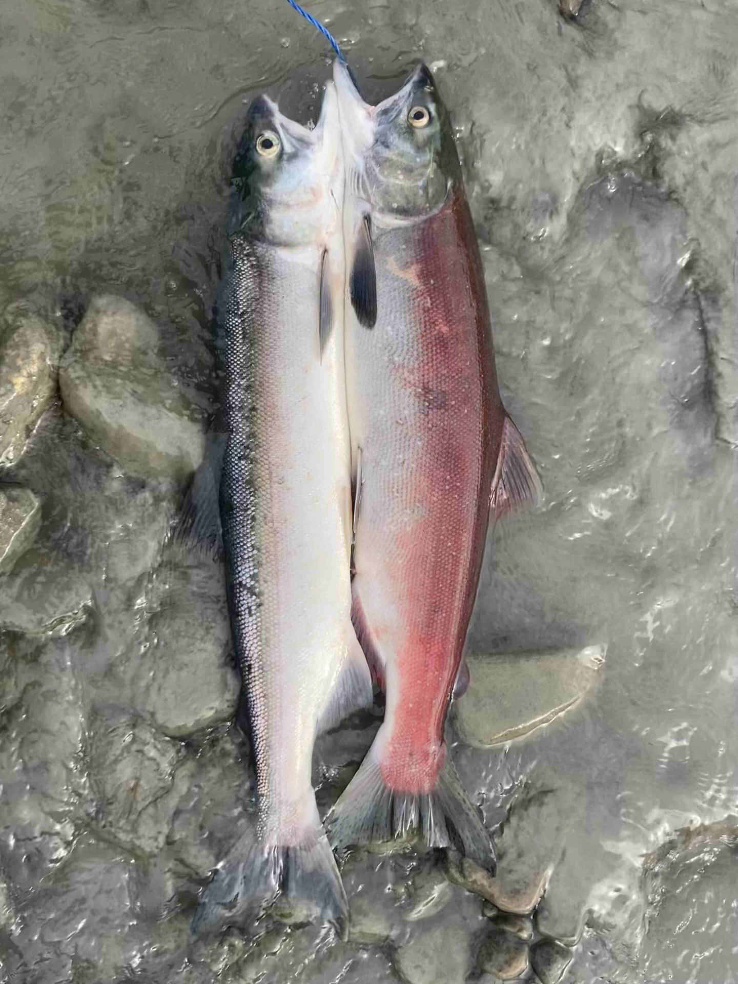  壁紙 — 兩條剛捕獲的鮭魚並排躺在淺水岩石水中，其中一條呈現鮮紅色的肉。