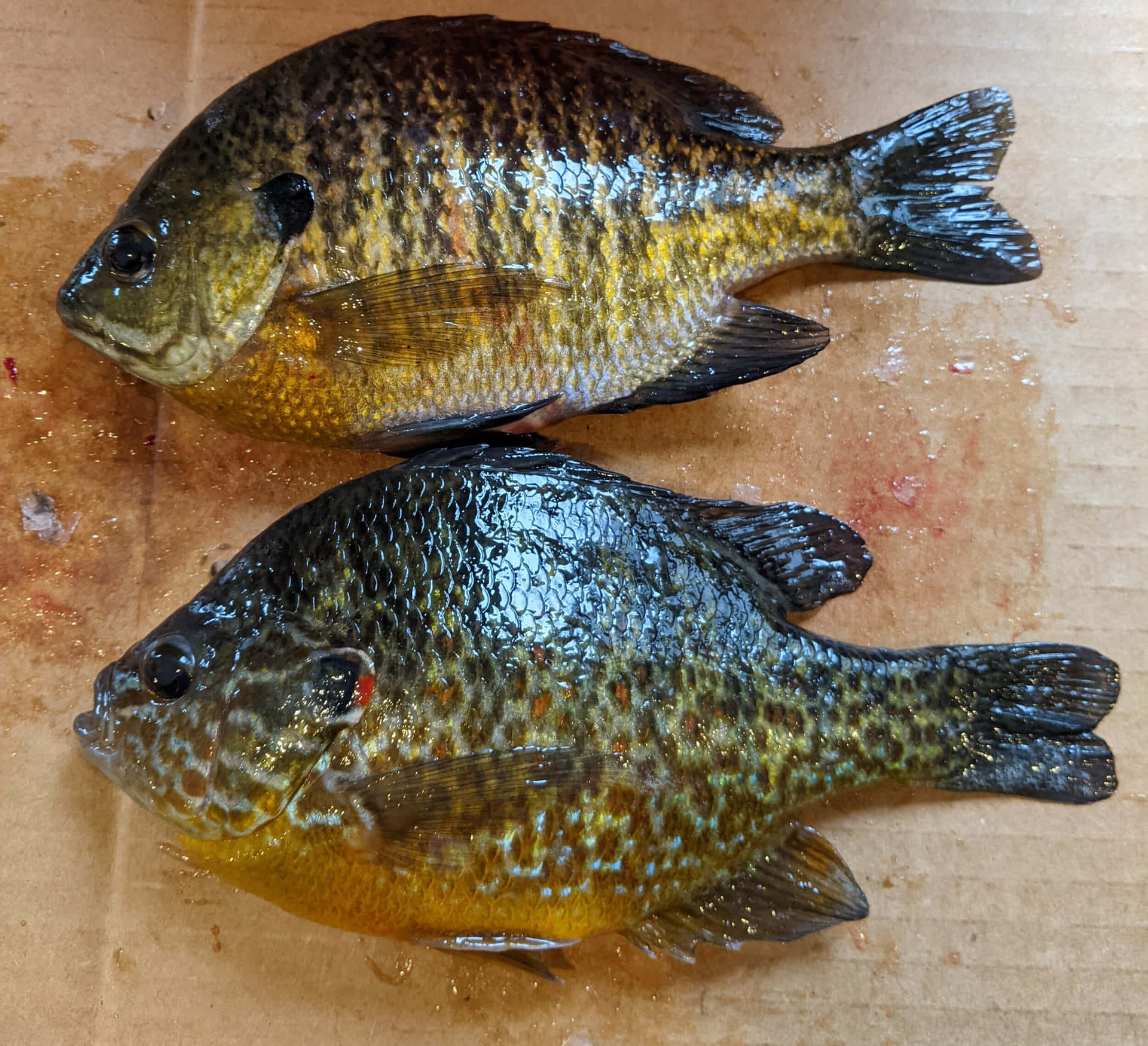  壁紙 — 兩條剛捕獲的翻車魚，帶有彩虹色鱗片，躺在濕木表面上。