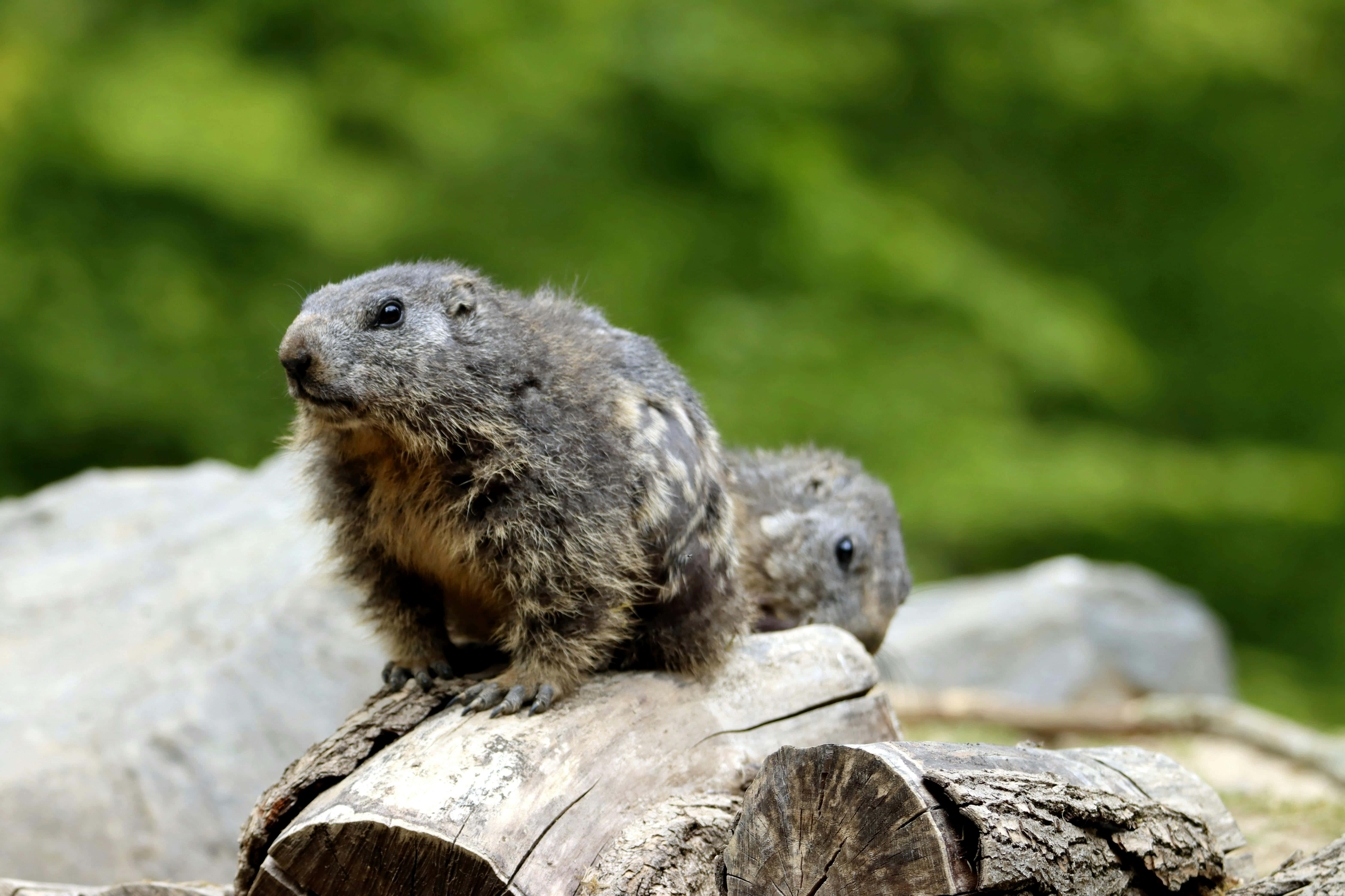 Woodchuck 桌布 壁紙 — 兩隻毛茸茸的土撥鼠警覺地棲息在風化的木頭上，背景是柔和的綠色森林。