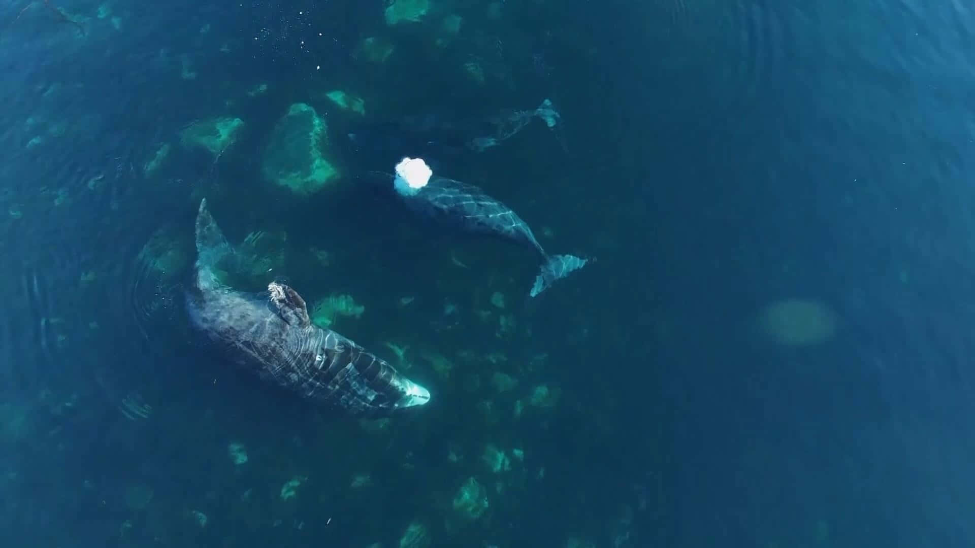  壁紙 — 兩條座頭鯨在岩石海底上方清澈的碧綠海水中優雅地滑行。