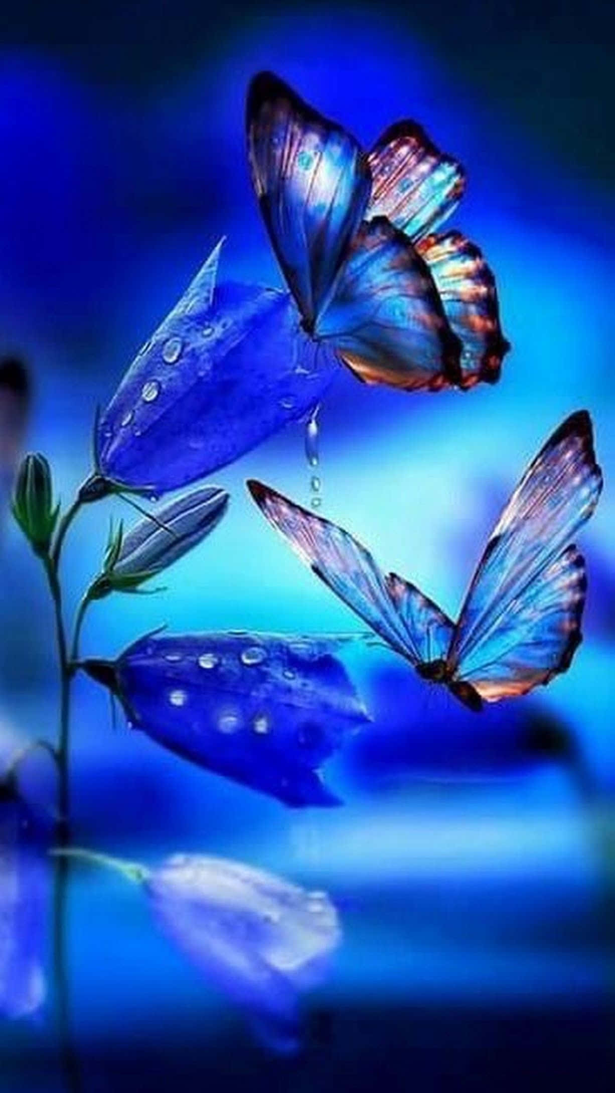 Butterfly Photography 桌布 壁紙 — 兩隻閃爍藍光的蝴蝶在帶有露水的藍色風鈴花附近盤旋，背景是夢幻的漸變藍色。