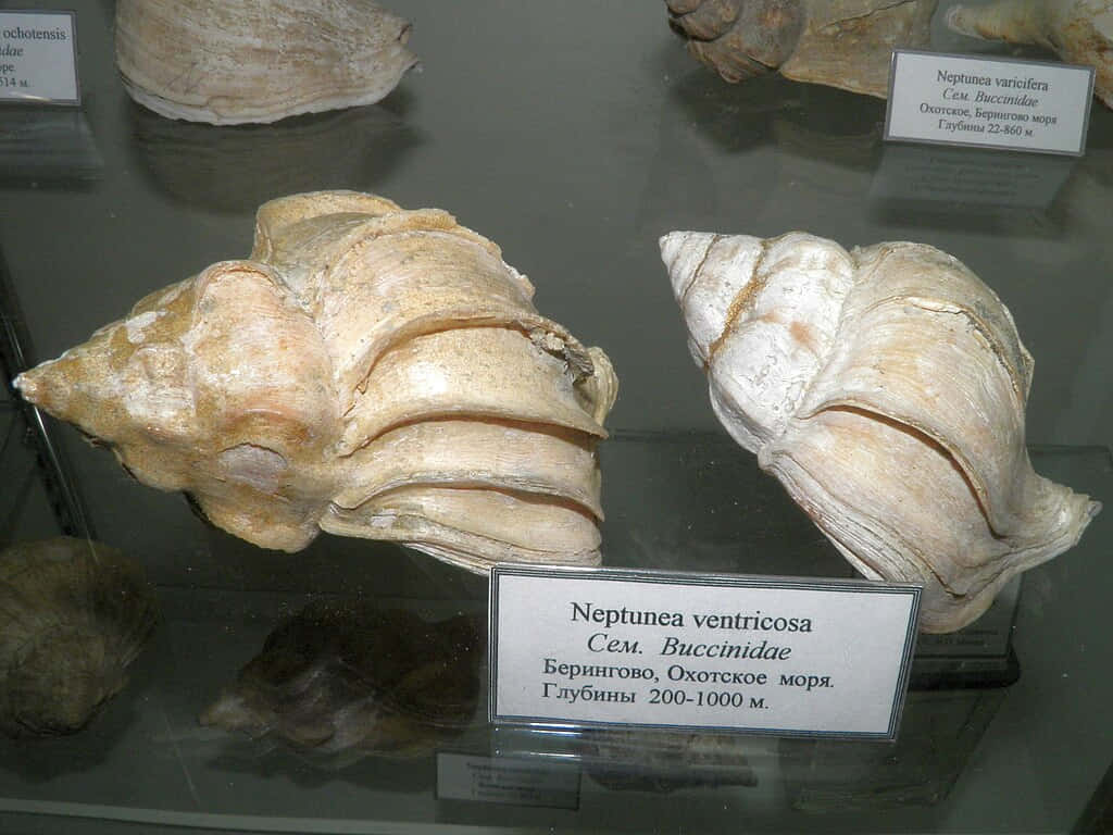 壁紙 — 兩個大型米色Neptunea ventricosa貝殼在博物館玻璃展示櫃中展示，附有資訊標籤。