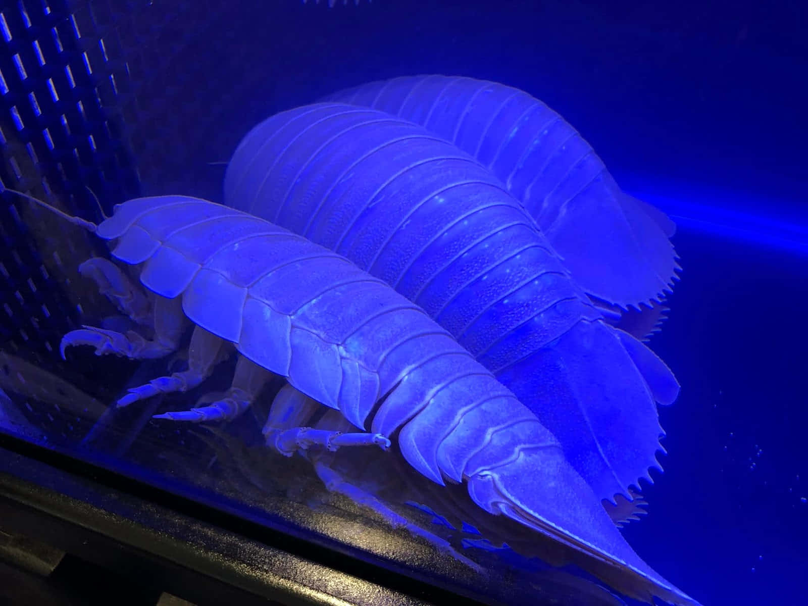  壁紙 — 兩隻發出藍光的大型等足類動物在黑暗表面上休息，在強烈的紫外線照射下顯露出它們分節的外骨骼。