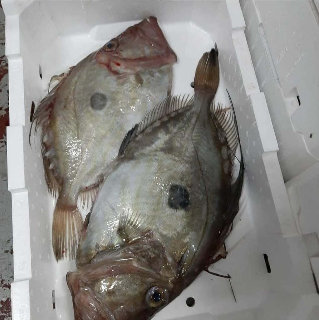 壁紙 — 兩條帶有深色斑點的新鮮大魚躺在白色保麗龍箱中，展現閃亮的鱗片和張開的嘴巴。