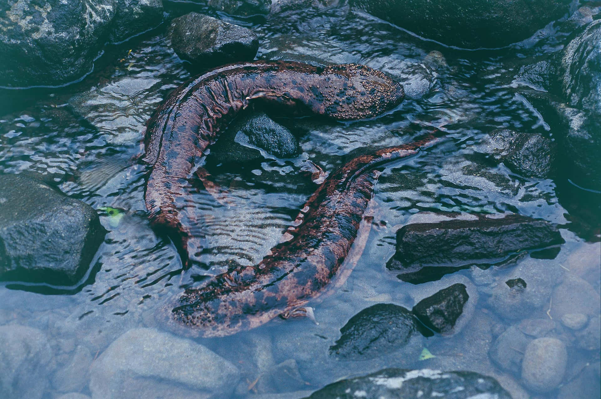  壁紙 — 兩條大型斑點鰻魚在清澈淺水中，於深色濕石間優雅盤繞。