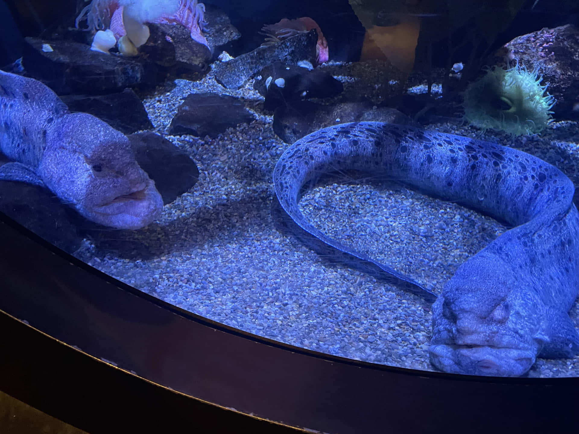 壁紙 — 兩條大型斑點鰻魚在光線昏暗的水族箱中，在彩色珊瑚和岩石的碎石上休息。