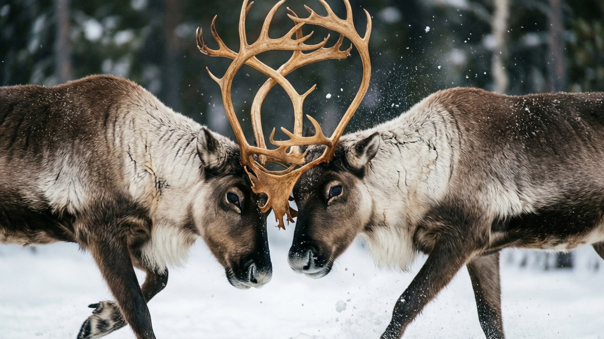 Caribou 桌布 壁紙 — 兩隻雄偉的馴鹿在白雪覆蓋的森林中，於一場激烈的冬季戰鬥中鎖定鹿角。