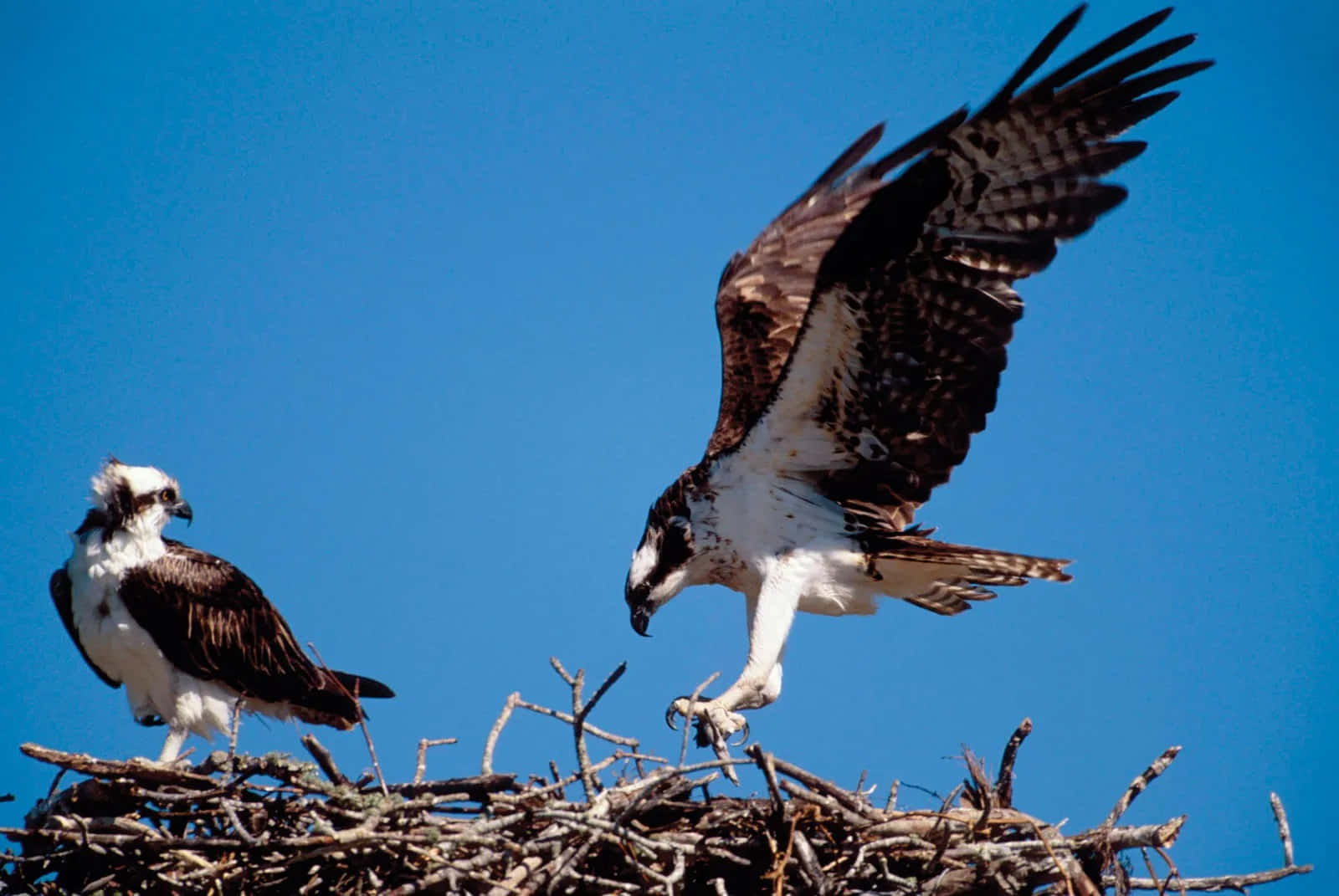 Osprey 桌布 壁紙 — 兩隻魚鷹，一隻棲息，一隻從大型樹枝巢中起飛，背景是清澈的藍天。