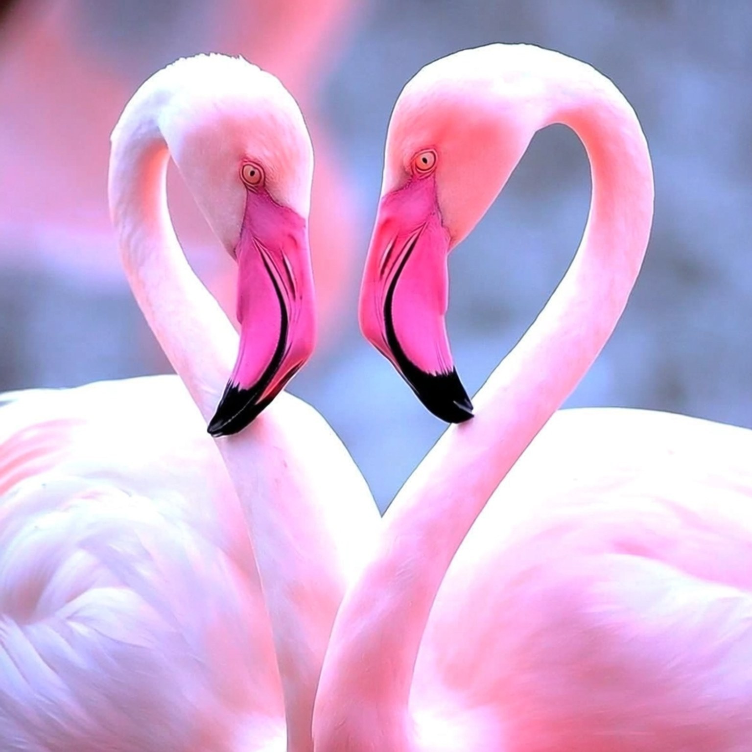 Heart of Flamingos 壁紙 — 兩隻粉紅色火烈鳥用彎曲的頸部形成心形，背景柔和模糊。