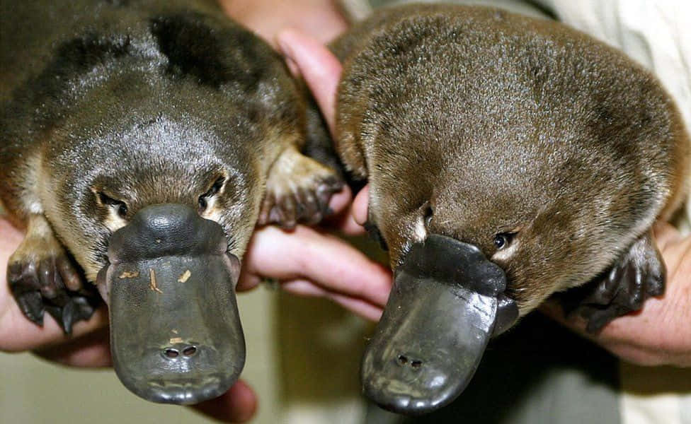 Platypus 桌布 壁紙 — 兩隻鴨嘴獸被人類雙手輕輕捧著，展示其獨特的扁平嘴巴和毛茸茸的棕色身體。
