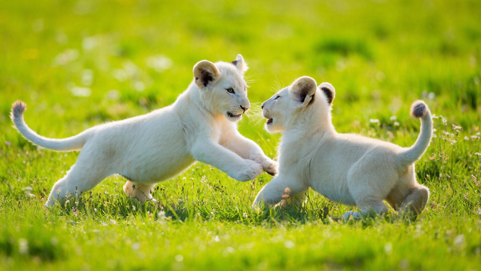 White Lion Cubs Playing 壁紙 — 兩隻頑皮的白獅幼崽在陽光明媚、野花點綴的綠色草地上互相撲擊。