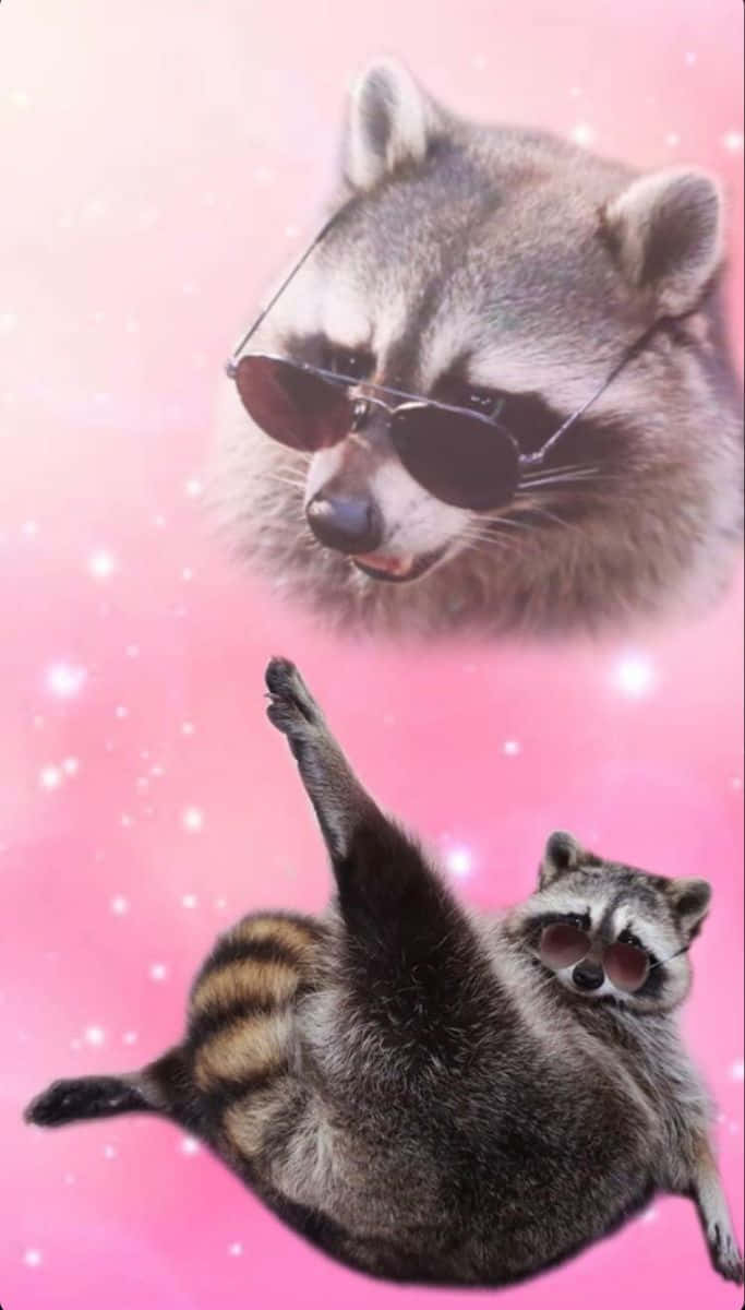 兩隻戴著太陽眼鏡的浣熊漂浮在粉紅色閃閃發光的天空中。 — Meme 壁紙
