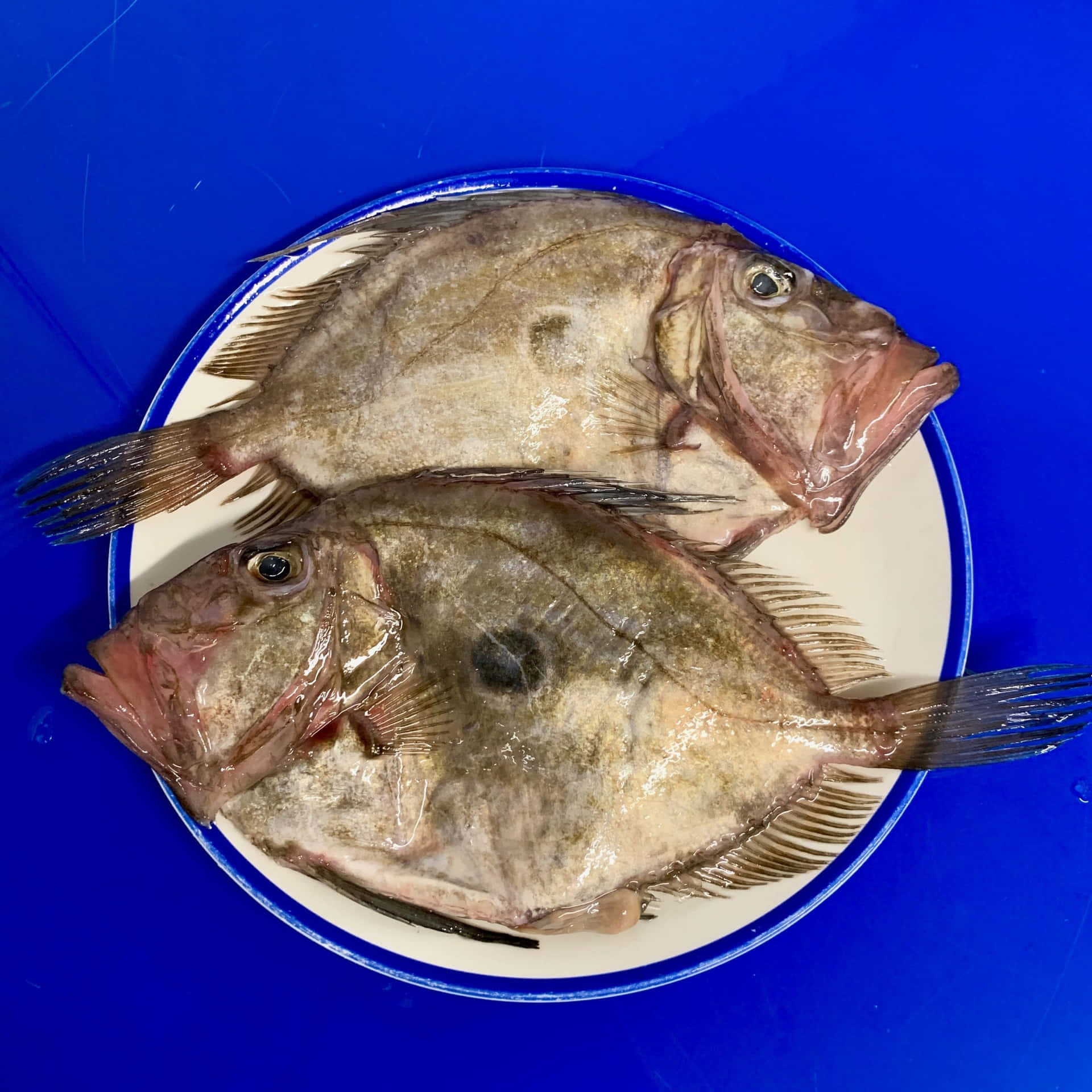  壁紙 — 兩條生比目魚放在一個藍邊白盤上，襯托著鮮豔的藍色背景。