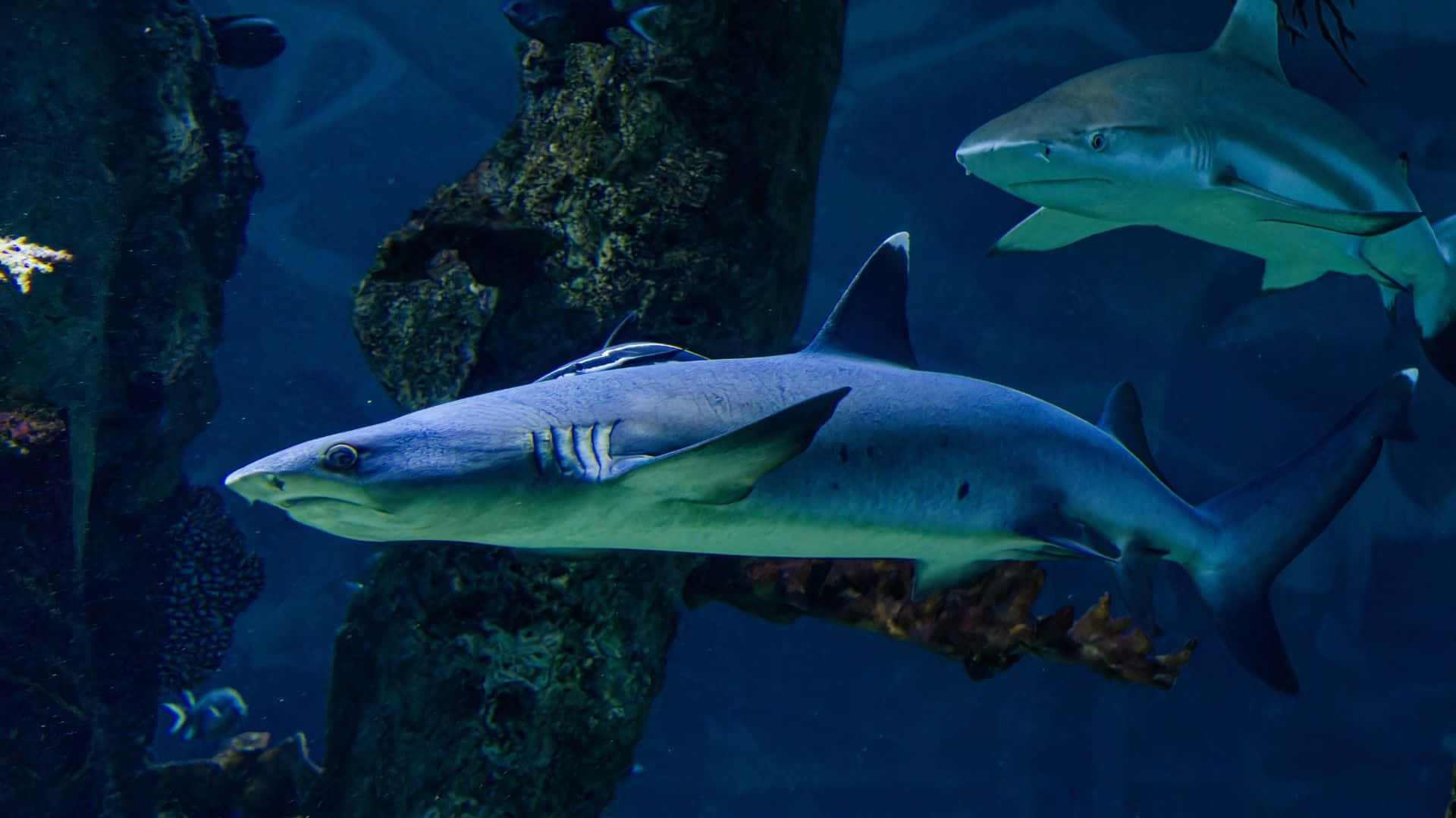  壁紙 — 兩條流線型鯊魚在水族館環境中，在岩石珊瑚形成附近的深藍色水中滑行。
