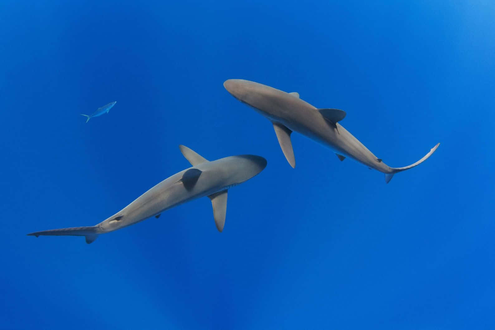  壁紙 — 兩條流線型的鯊魚在充滿活力的藍色海水中滑行，附近有一條小魚快速游過。