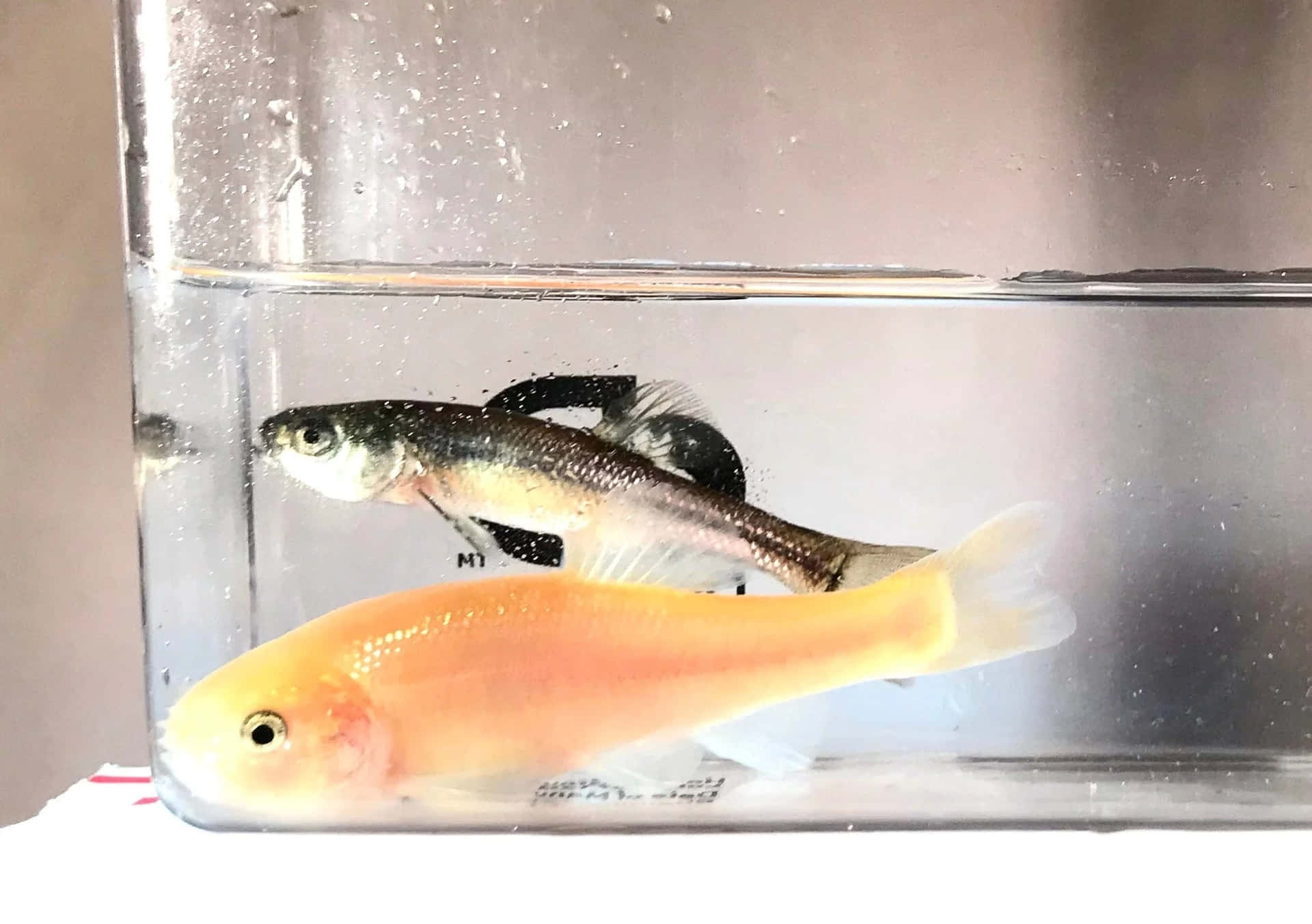  壁紙 — 兩條小魚，一條橙色一條銀色，在一個清澈的玻璃缸中平靜地游動，缸壁上掛著水珠。