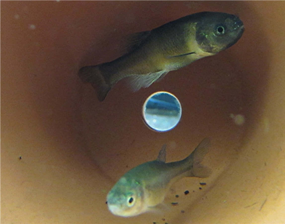  壁紙 — 兩條小魚在一個帶有圓形開口、反射光線的赤陶容器內的渾水中游動。