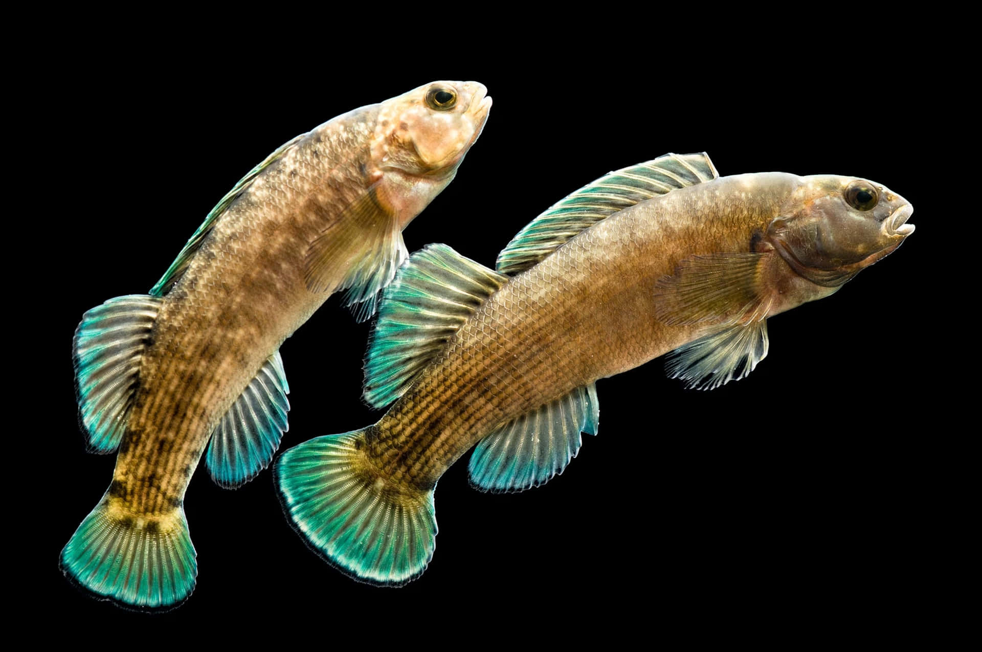  壁紙 — 兩條小魚，身體呈棕色，帶有鮮豔的藍綠色魚鰭，在純黑色背景上斜向游動。
