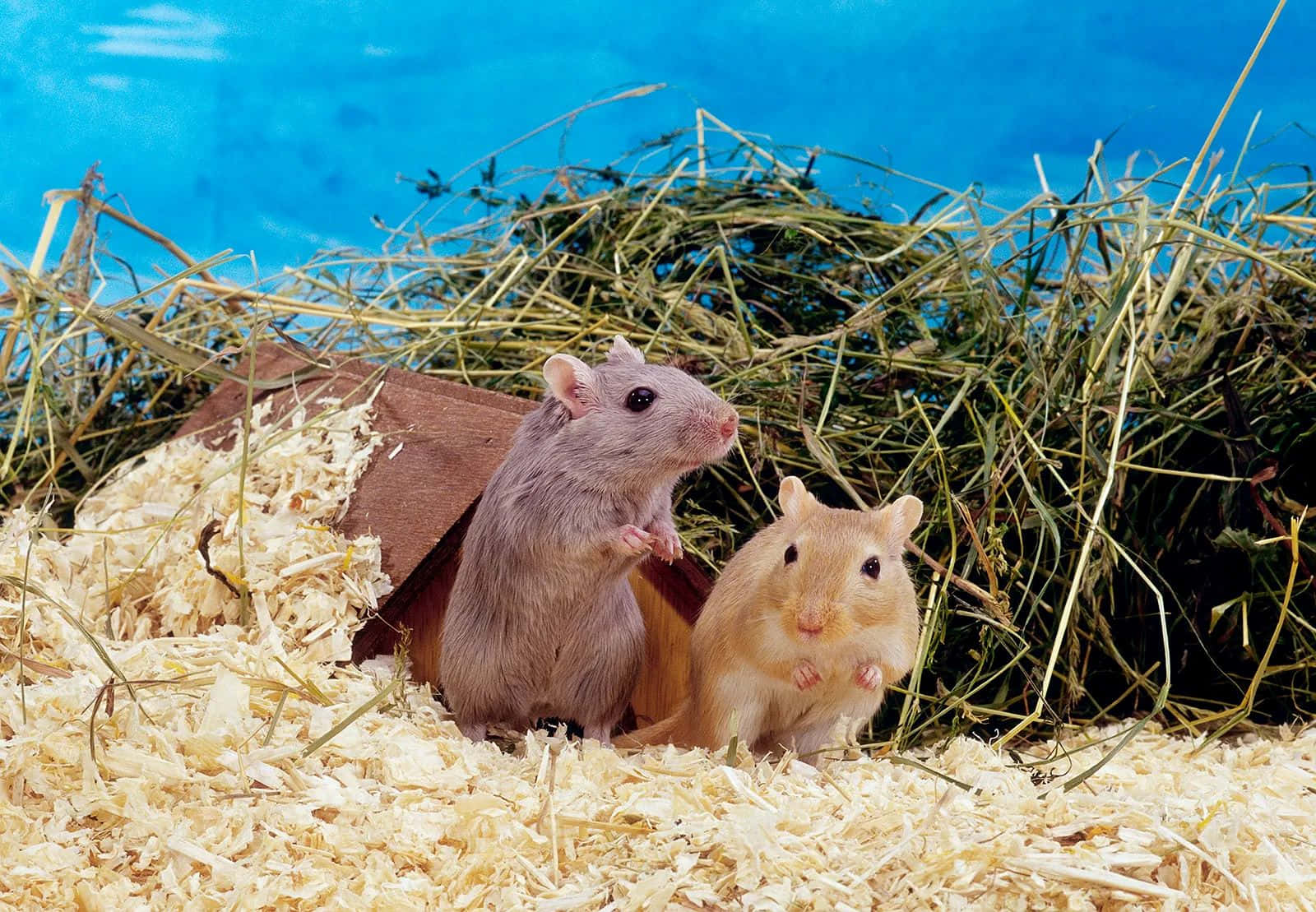 Gerbil 桌布 壁紙 — 兩隻小型嚙齒動物，一隻灰色一隻米色，警覺地坐在木屑床上，旁邊有乾草堆和紙板屋，背景是明亮的藍色。