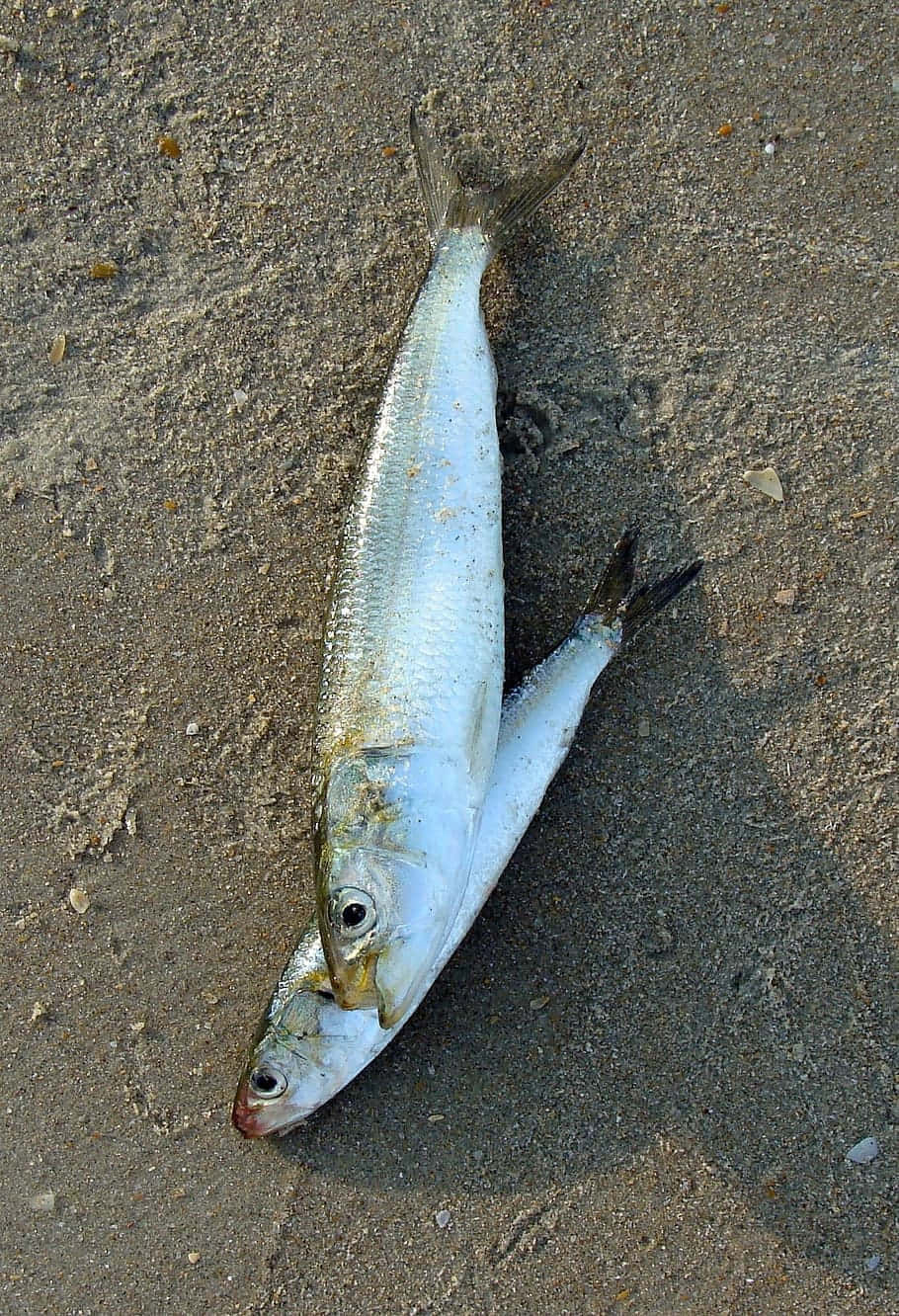  壁紙 — 兩條小銀魚在海岸線附近的粗糙濕沙上靜止不動。