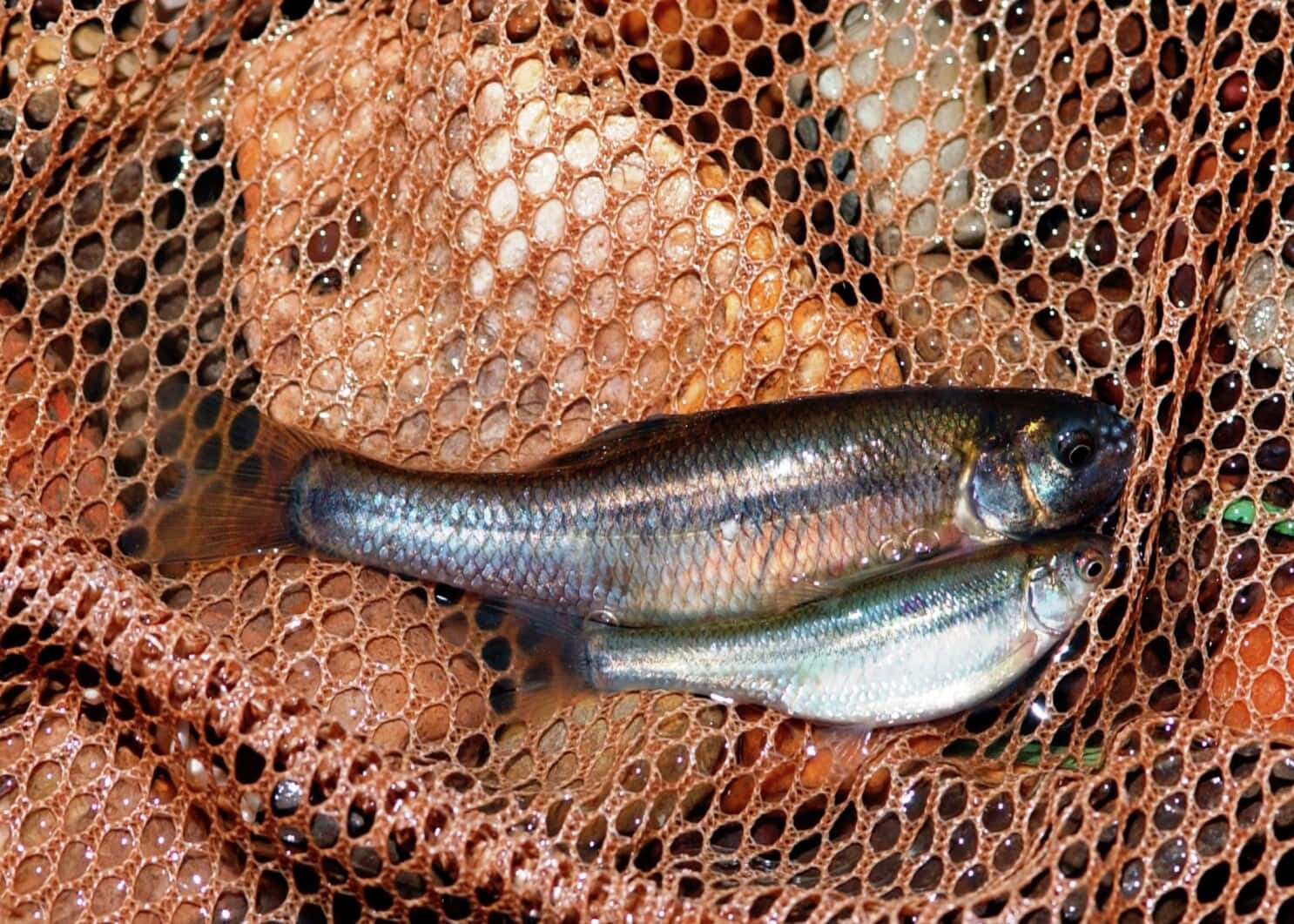  壁紙 — 兩條小銀魚在一個濕的棕色漁網上休息，網眼中可見小石子。