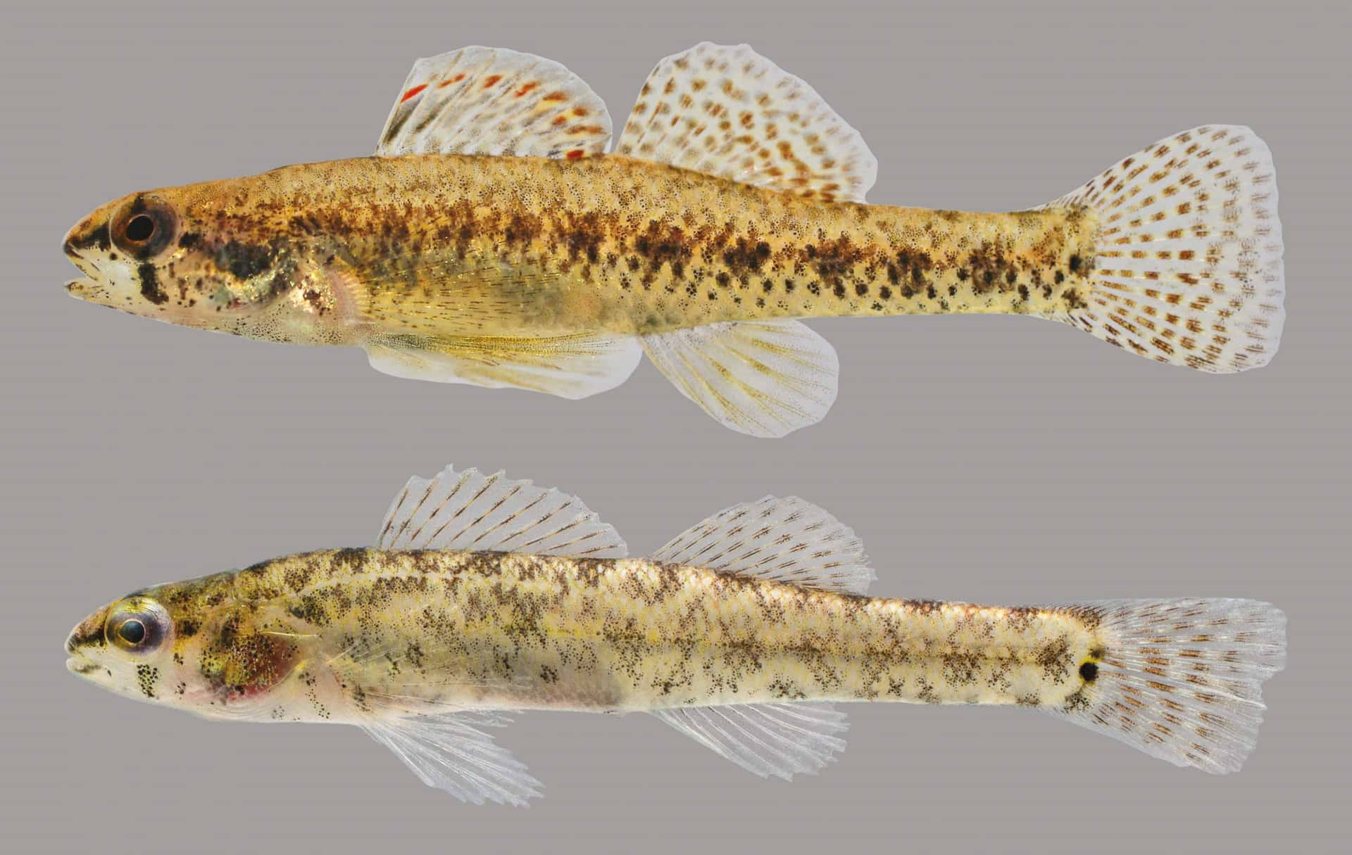  壁紙 — 兩條細小斑點魚以側面輪廓展示，背景為純灰色，魚鰭細節豐富，帶有斑點圖案。