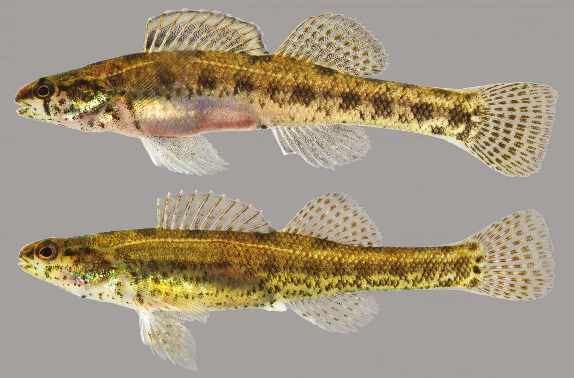  壁紙 — 兩條帶有半透明魚鰭的小斑點魚，以側面輪廓顯示在純灰色背景上。