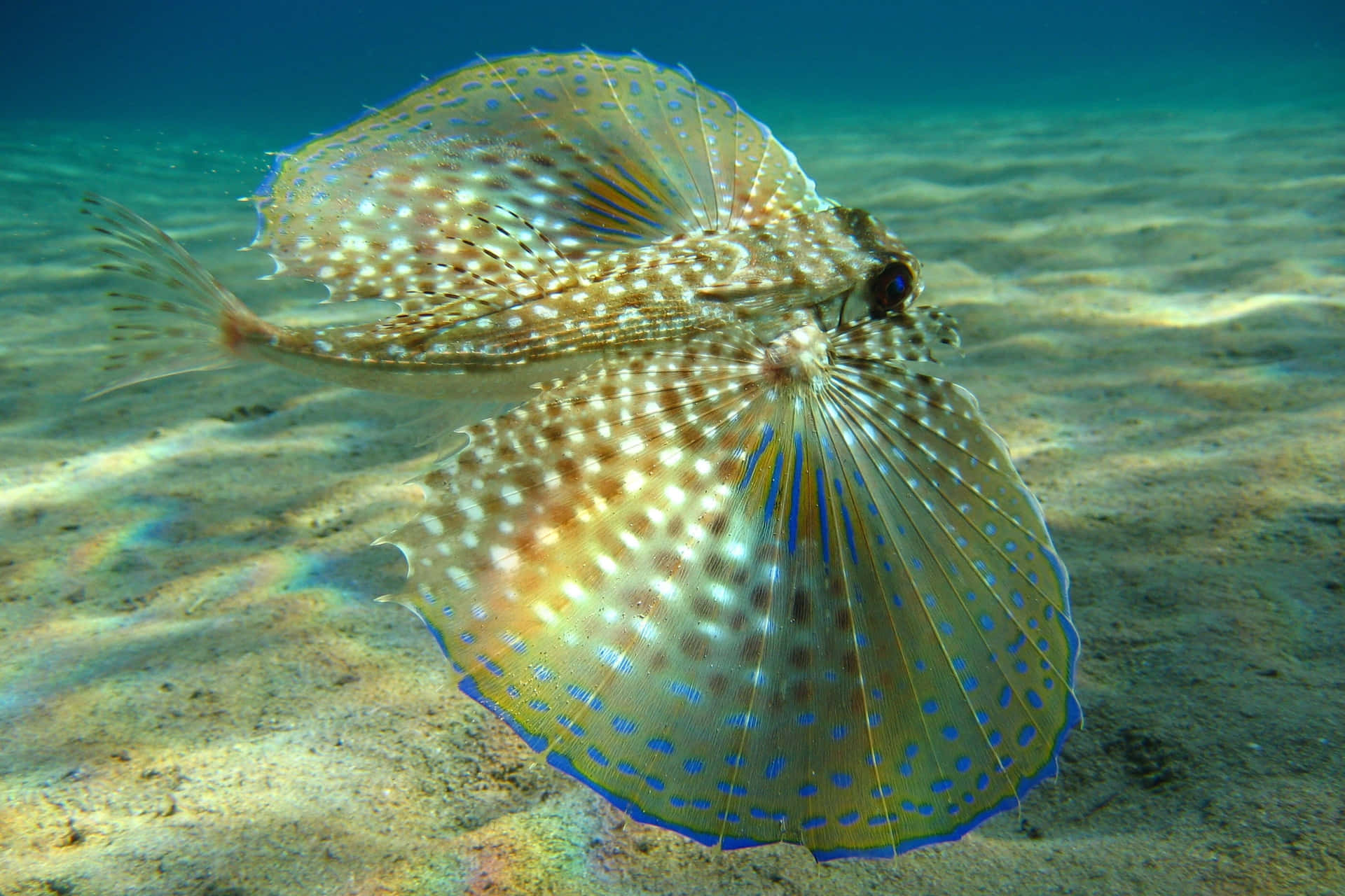  壁紙 — 兩隻斑點蝙蝠魚在沙質海床上優雅滑行，扇形魚鰭在碧綠海水中閃耀。