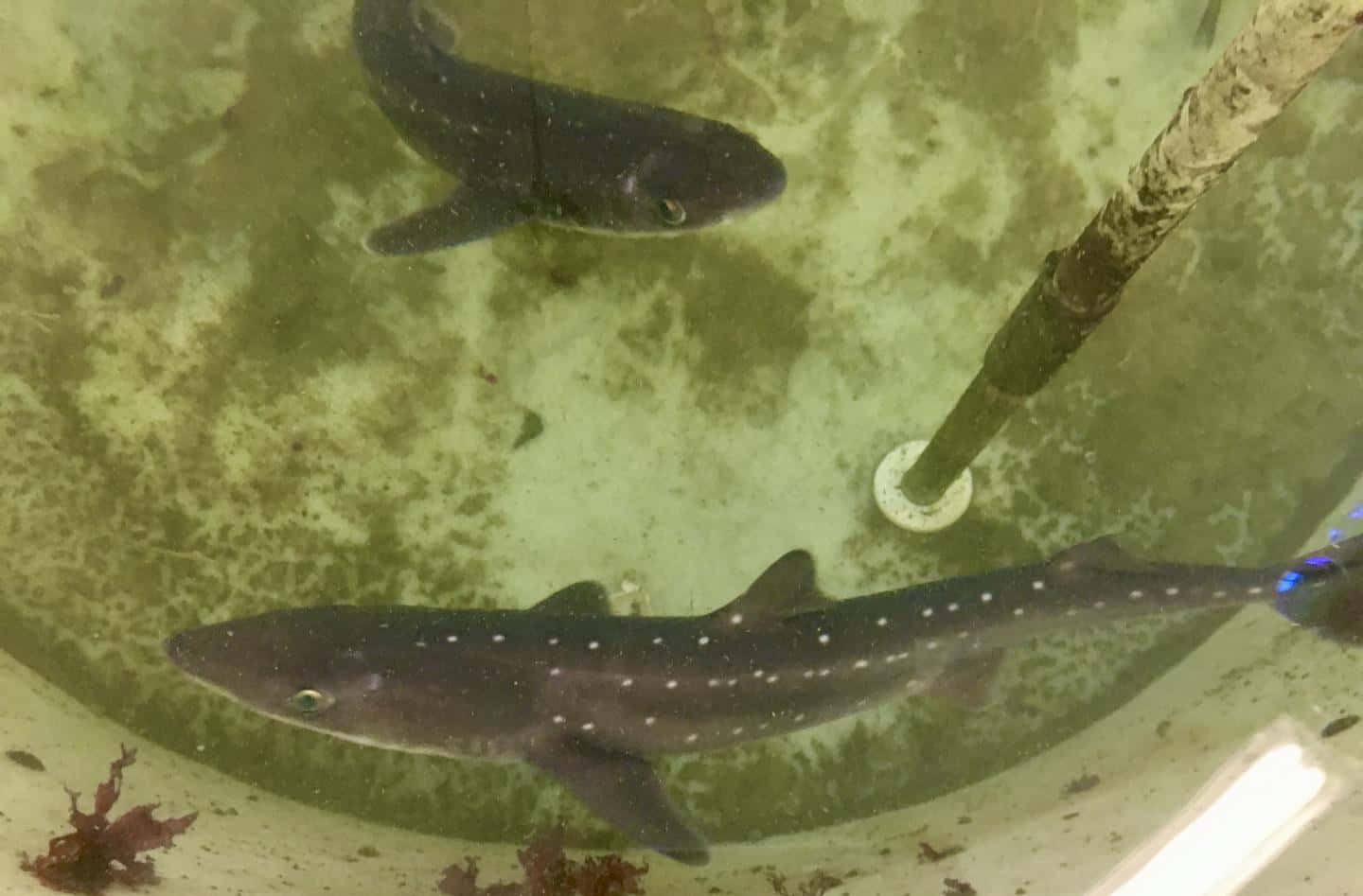  壁紙 — 兩條斑點鯊在管道和海藻附近的渾濁綠色水中優雅地滑行。