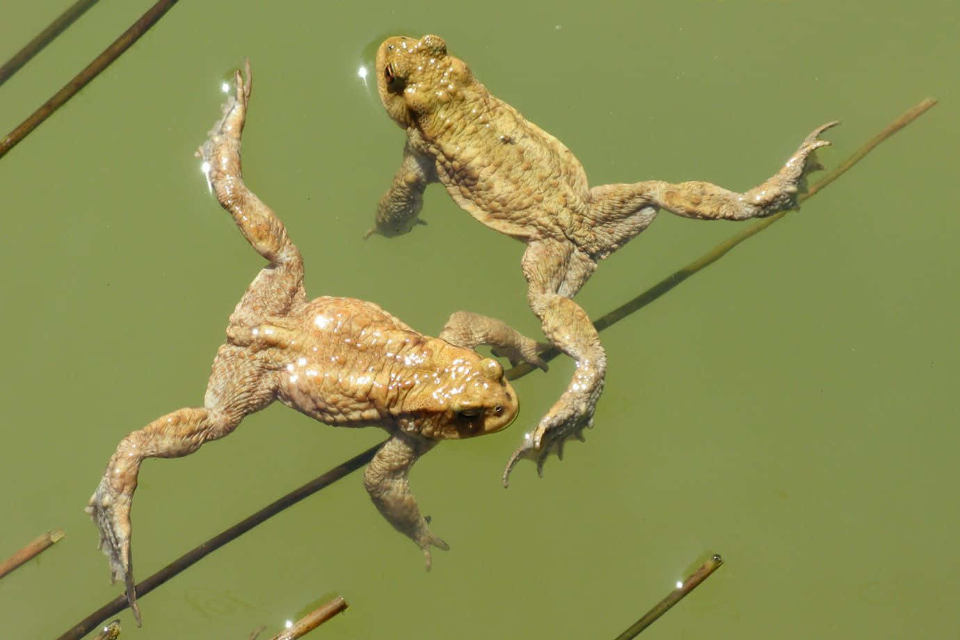  壁紙 — 兩隻蟾蜍肚皮朝天漂浮在平靜的綠色水面上，蘆葦穿過水面。