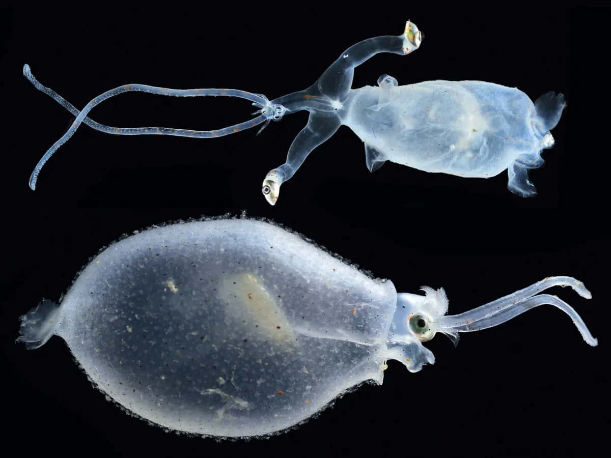  壁紙 — 兩隻半透明玻璃魷魚在漆黑虛空中優雅漂浮，展現複雜的內部結構和精緻觸手。