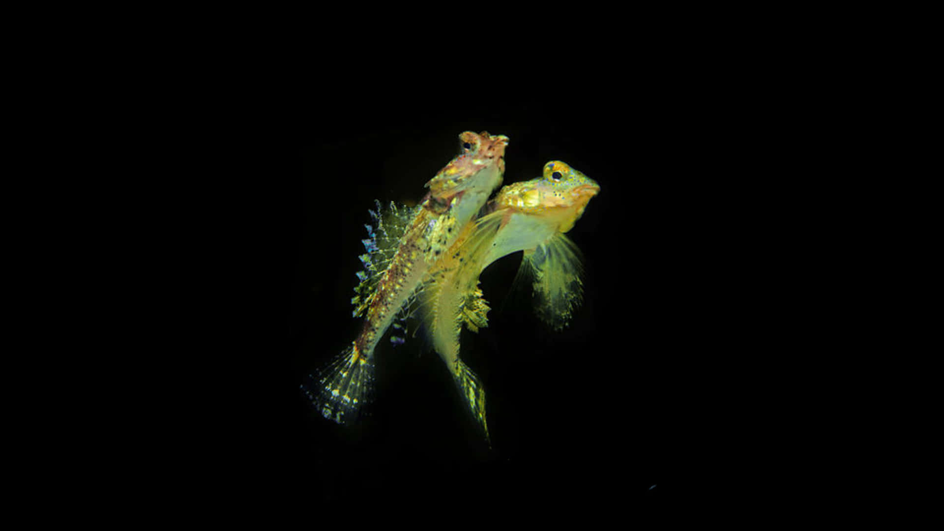  壁紙 — 兩條半透明綠色魚，帶有斑點魚鰭，在純黑色背景上懸浮，呈現戲劇性的水下拍攝效果。