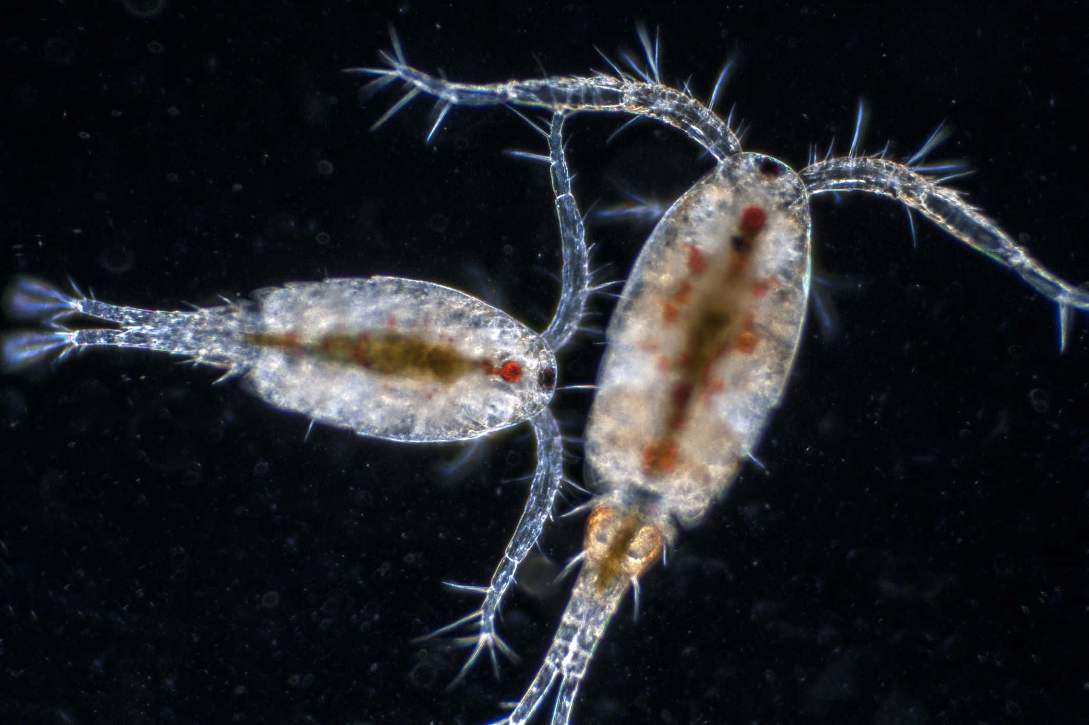 Amphipod 桌布 壁紙 — 兩隻半透明的顯微甲殼類動物，有刺狀肢體和紅色眼睛，在深色背景上漂浮。
