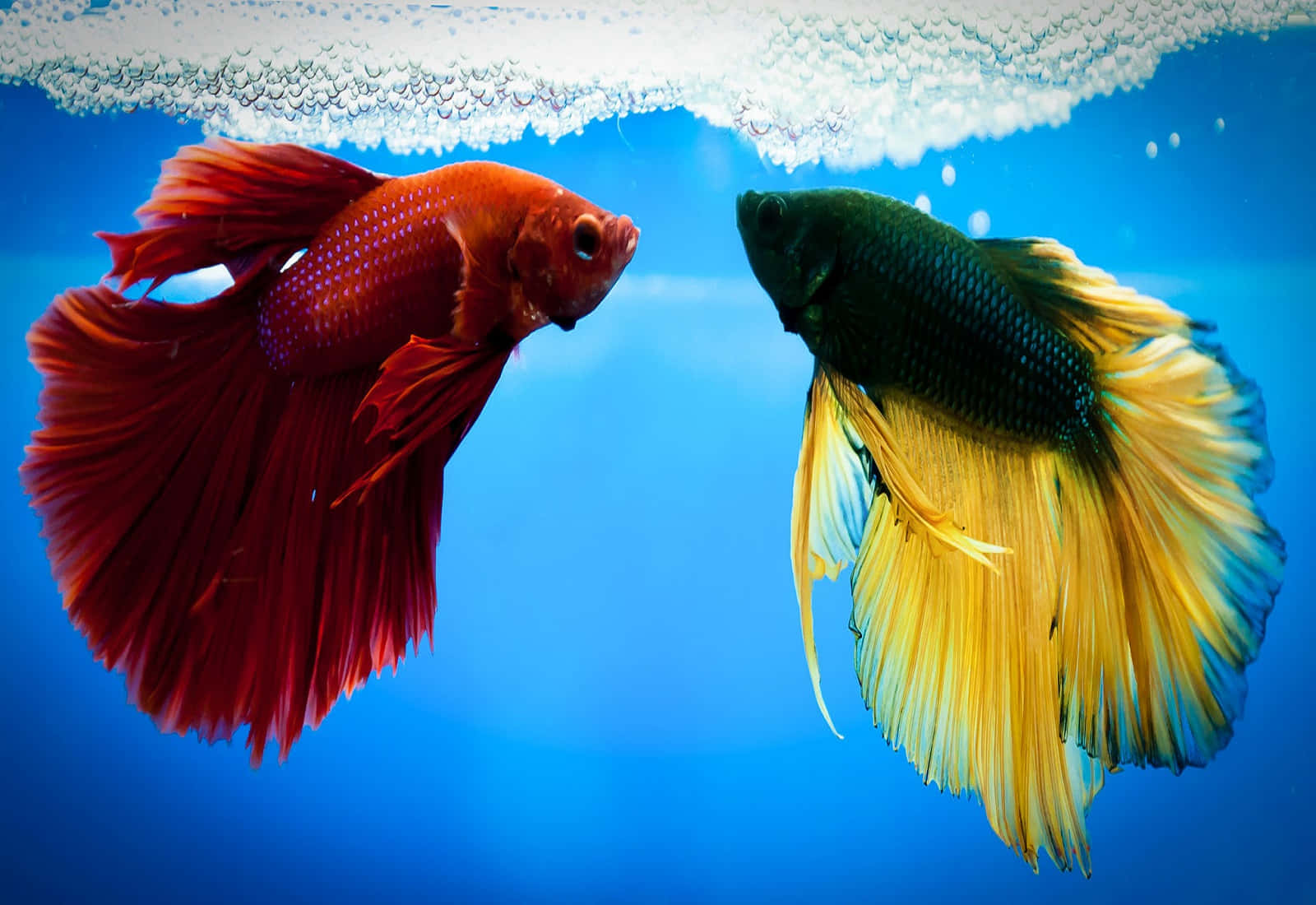  壁紙 — 兩條色彩鮮豔的鬥魚，一條火紅色，一條金黃色，在清澈的藍色水中對峙，氣泡上升。