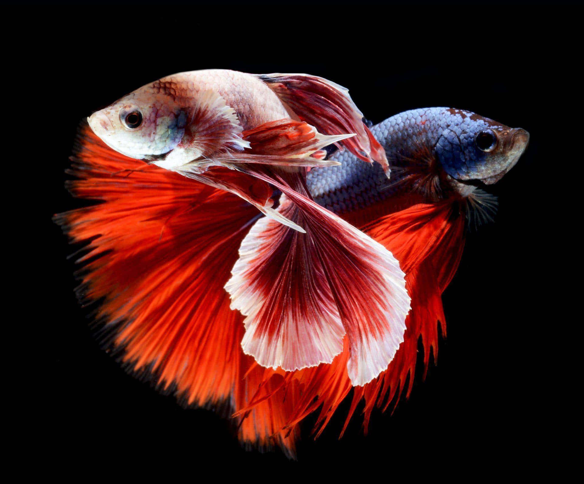  壁紙 — 兩條色彩鮮豔的鬥魚，擁有飄逸的紅色和藍色魚鰭，在純黑色背景下優雅地游動。