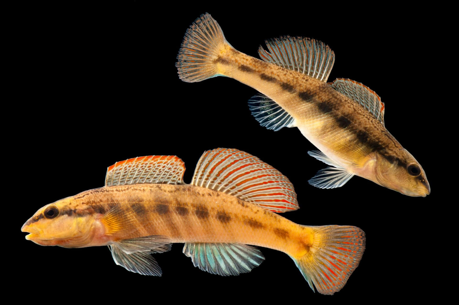  壁紙 — 兩條色彩鮮豔的鱸魚，帶有橙色和藍色的魚鰭，在純黑色背景下游動。