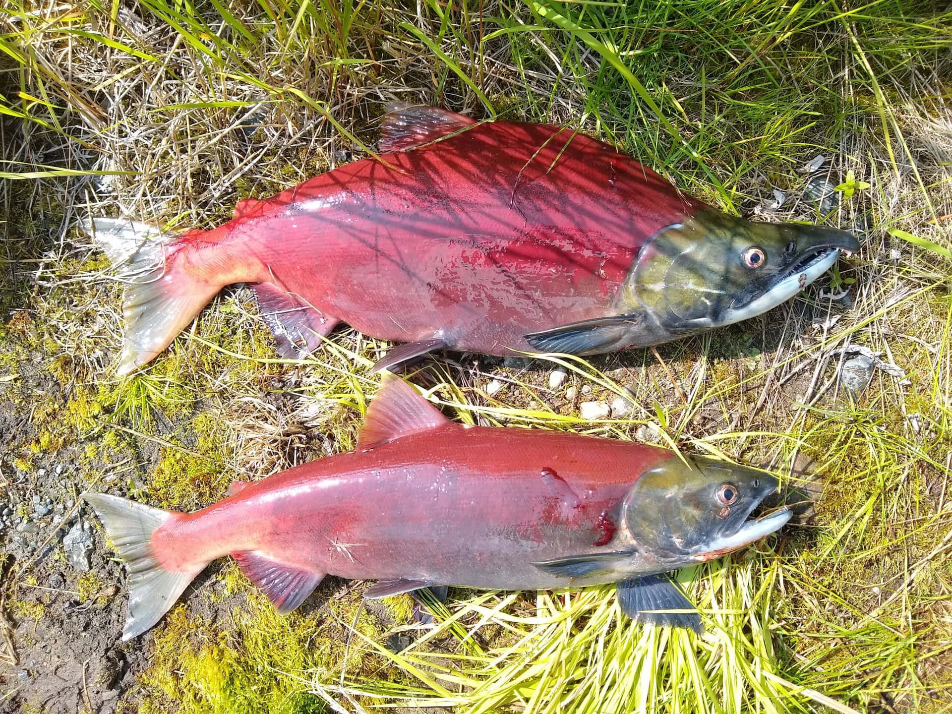 壁紙 — 兩條鮮紅色的鮭魚在陽光照射的綠色草地上休息，旁邊是泥濘的土地。
