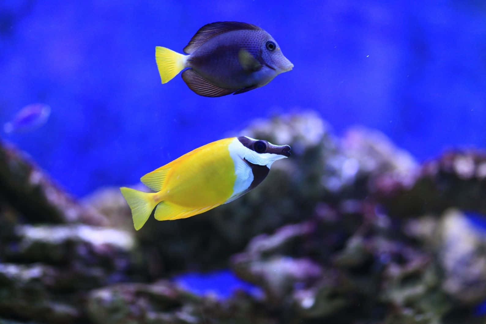  壁紙 — 兩條色彩鮮豔的熱帶魚在深藍色海水中滑行，靠近色彩繽紛的珊瑚群。