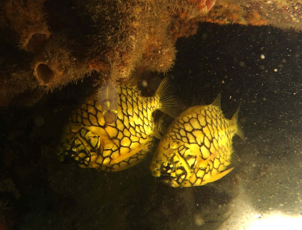 壁紙 — 兩條帶有黑色網狀圖案的黃色魚在渾濁的水中靠近有紋理的珊瑚礁游動。
