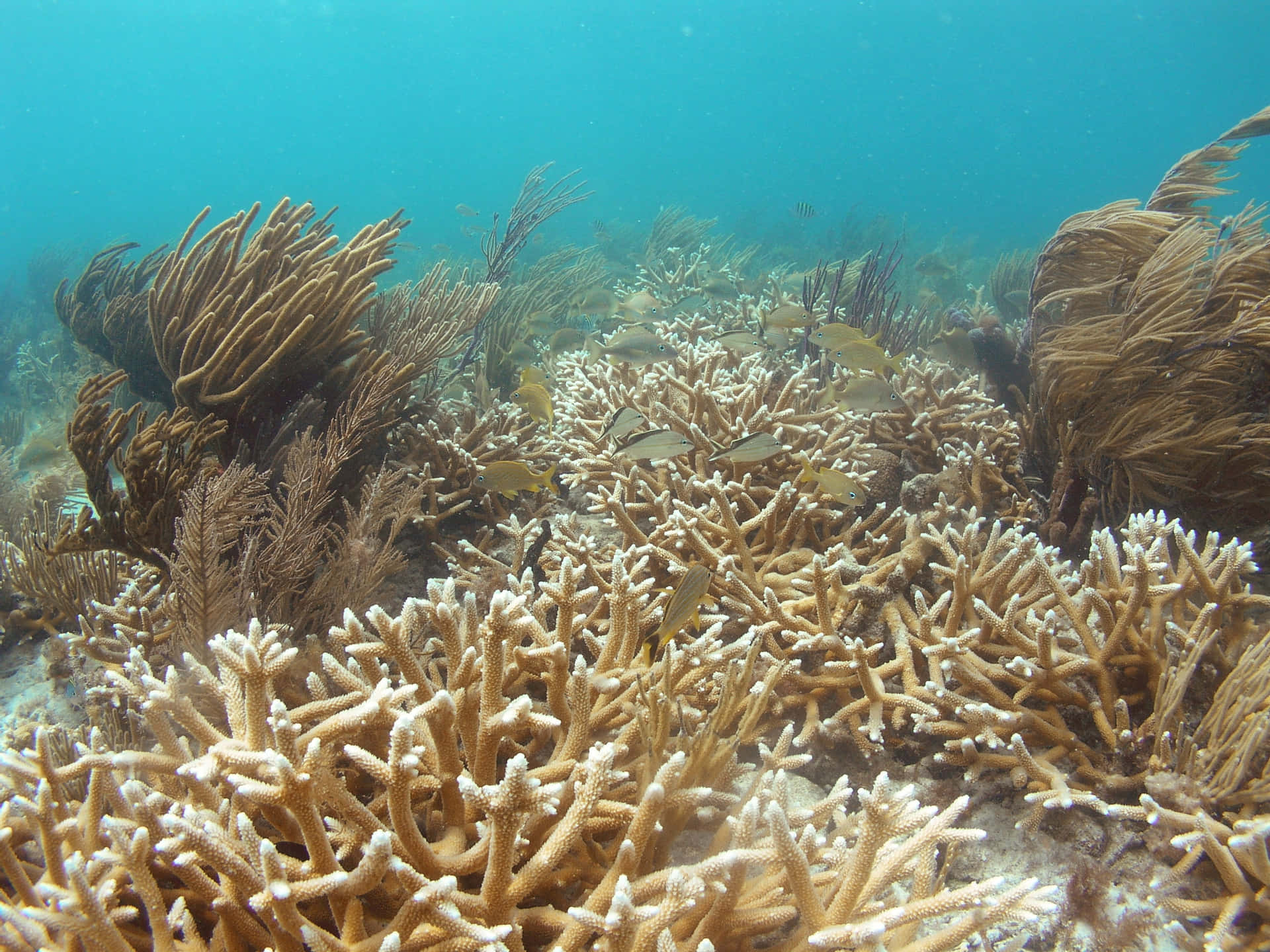  壁紙 — 海底珊瑚礁充滿分枝珊瑚和小魚在碧綠海水中游動。