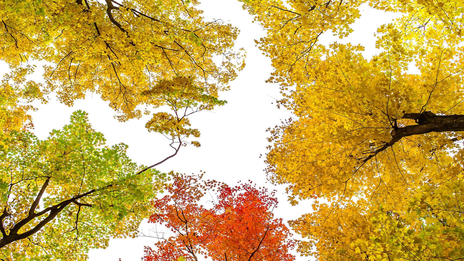  壁紙 — 充滿活力的秋日樹冠，金色、紅色和綠色的樹葉在明亮的白色天空下拱起。