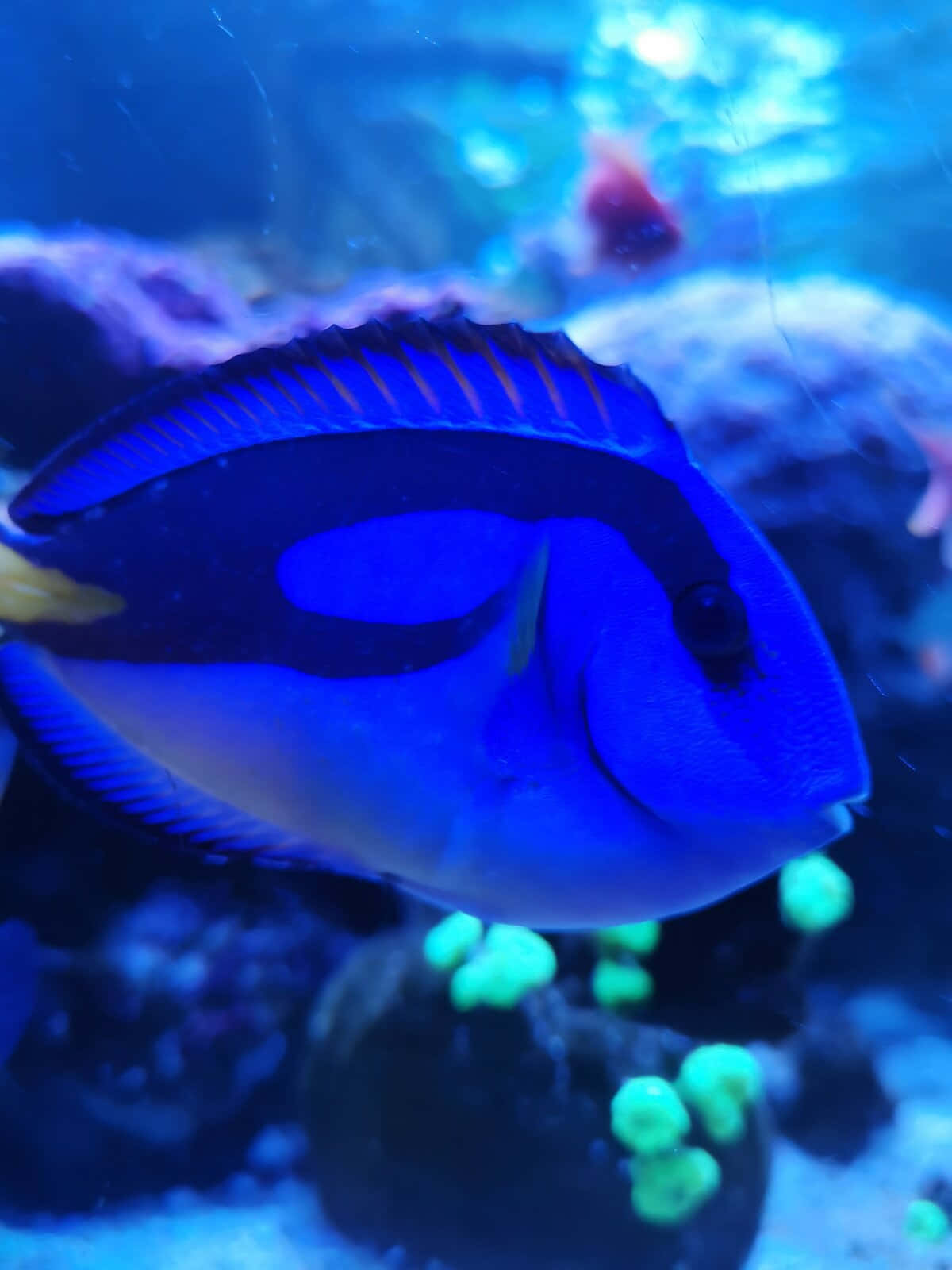 壁紙 — 一條充滿活力的藍色刺尾魚在深藍色水族館環境中，優雅地在發光的綠色珊瑚附近游動。