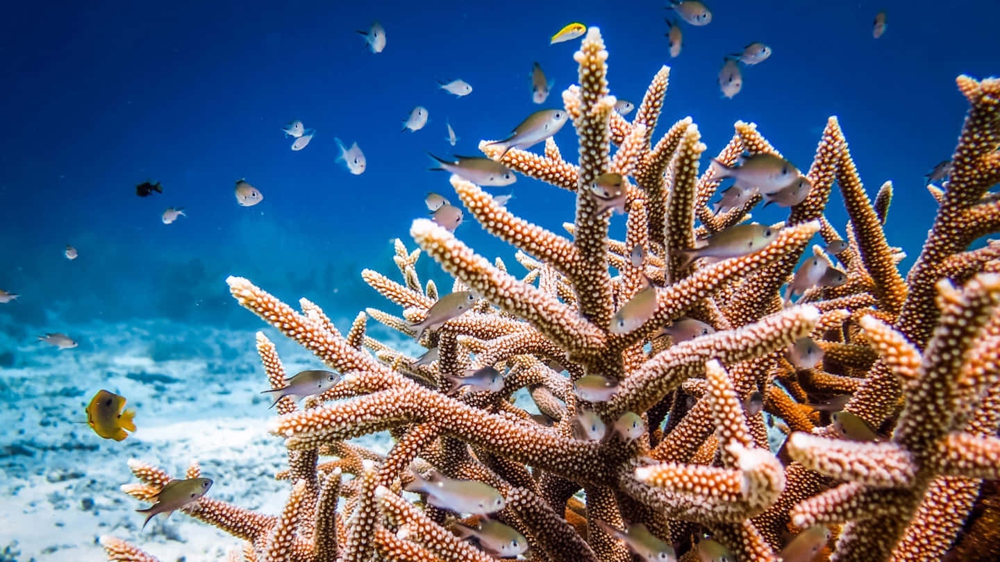  壁紙 — 充滿活力的珊瑚礁，小魚在清澈的藍色海水中游動。