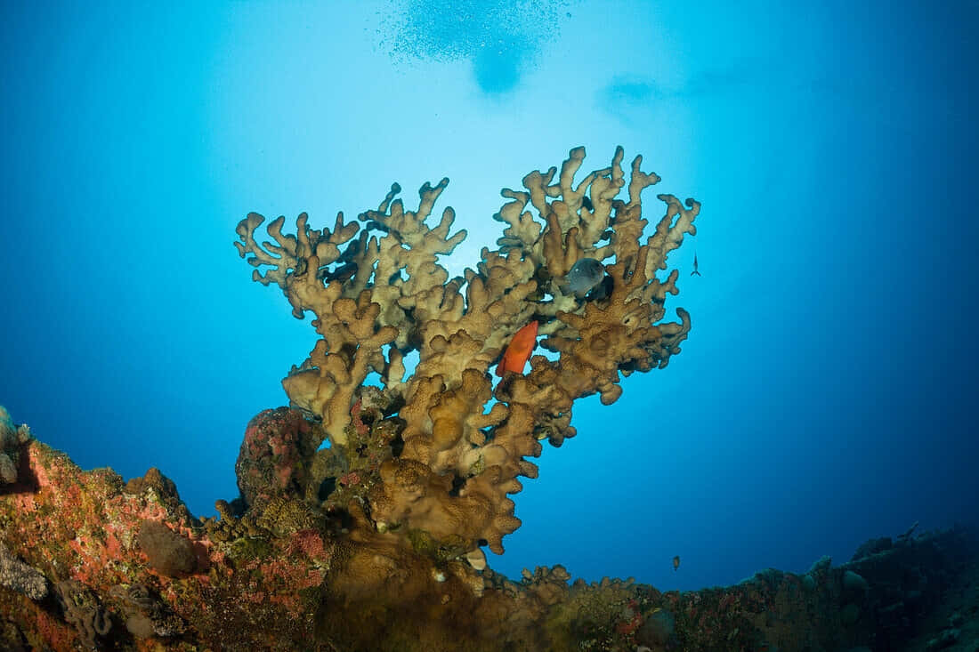  壁紙 — 一個充滿活力的珊瑚礁，帶有分支結構和色彩繽紛的魚類，在清澈的藍色海水下游動。