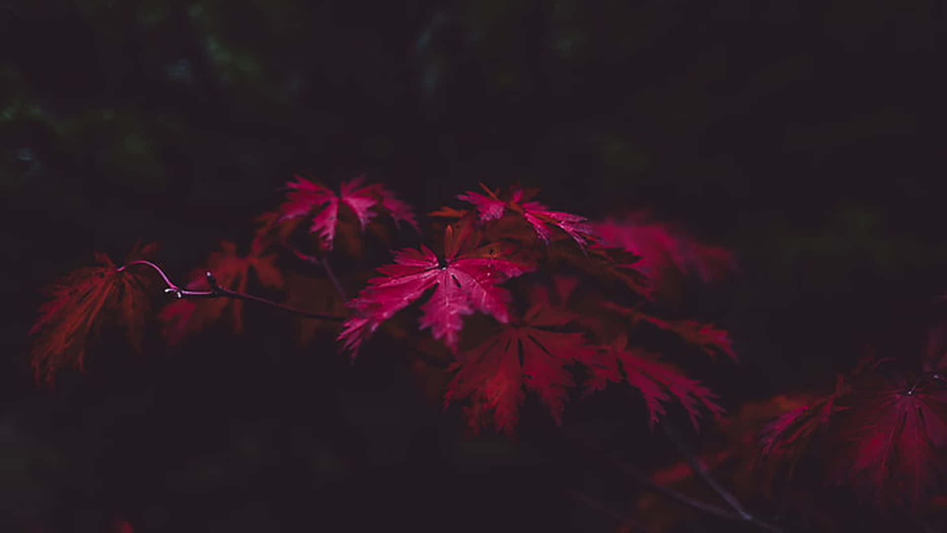 壁紙 — 鮮豔的深紅色楓葉在深色背景下閃耀，營造出憂鬱的秋日場景。