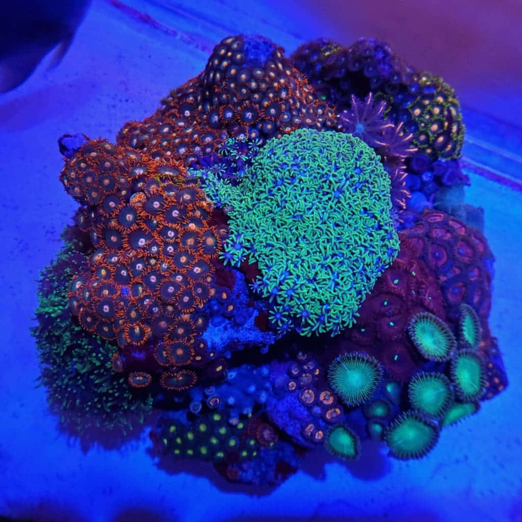 Zoanthid 桌布 壁紙 — 鮮豔的螢光珊瑚在藍光下發光，呈現生動的水下珊瑚礁場景。